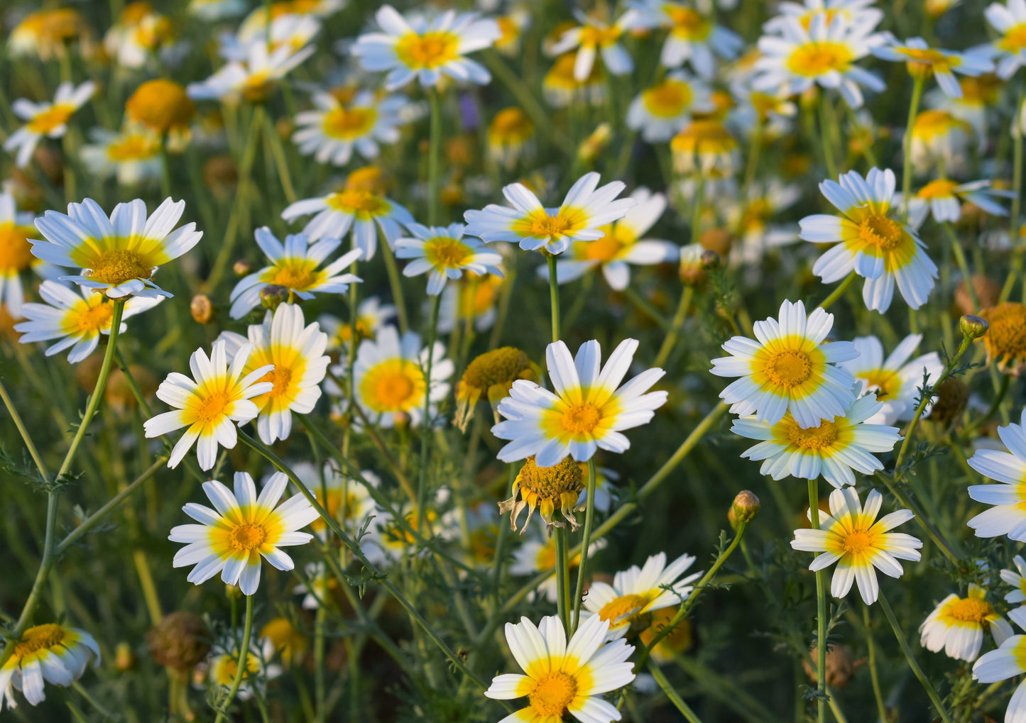 1000 GARLAND CROWN DAISY Chrysanthemum Coronarium Glebionis Flower Seeds