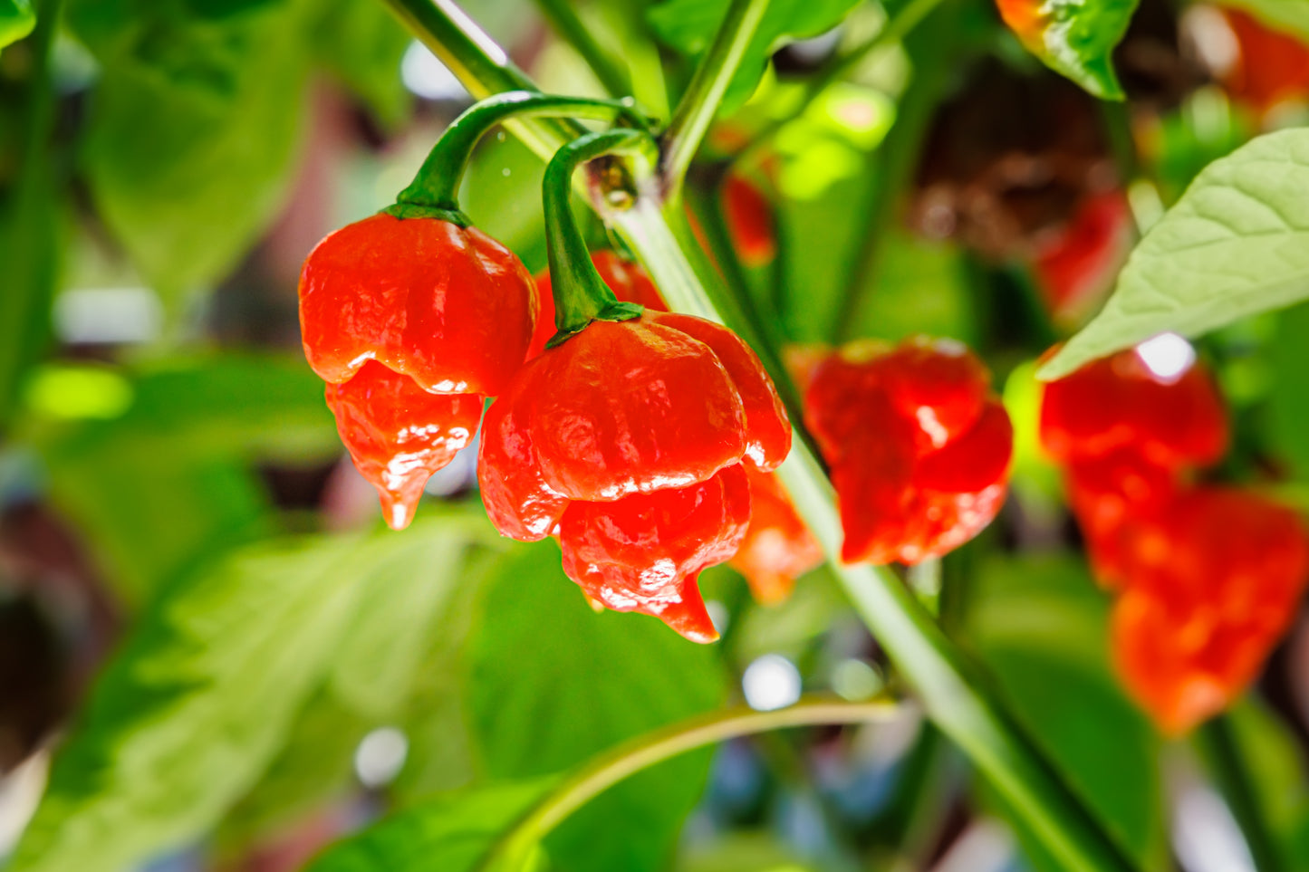 10 Red CAROLINA REAPER PEPPER World's Hottest Capsicum Chinense Hot Chili Vegetable Seeds