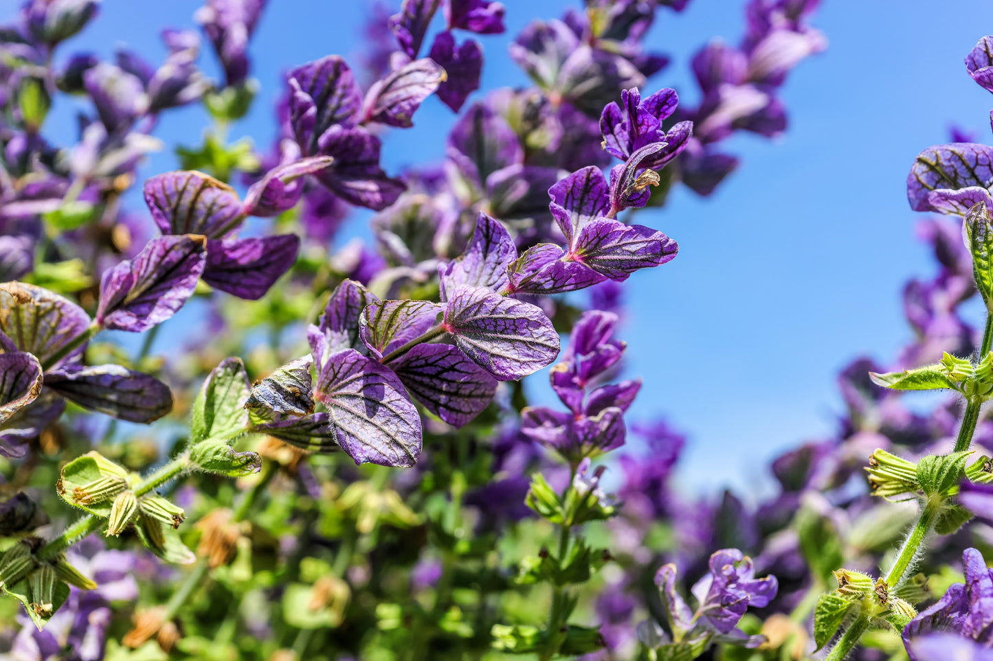 50 OXFORD BLUE SAGE Salvia Viridis Clary Painted Horminum Sage Herb Flower Seeds