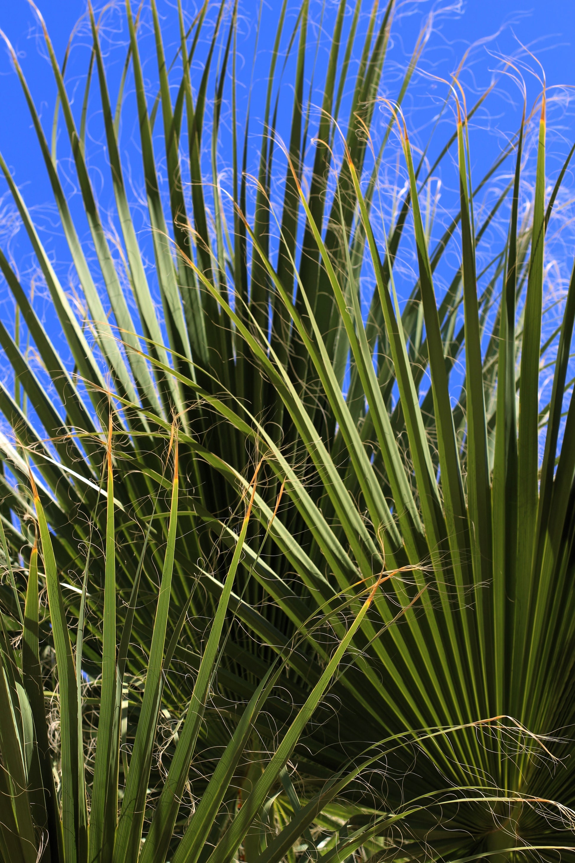 palmetto palm plants 5 GREEN SAW PALMETTO Serenoa Repens American Dwarf Palm Tree Shrub Edi – Seedville USA