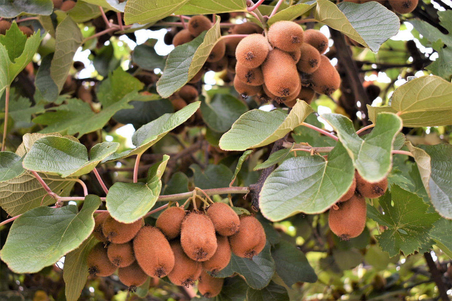 100 KIWI FRUIT Kiwi Actinidia Vine Seeds (Kiwifruit / Hardy Kiwi / Tara Vine / Yang Tao / Chinese Gooseberry / Chinese Strawberry)