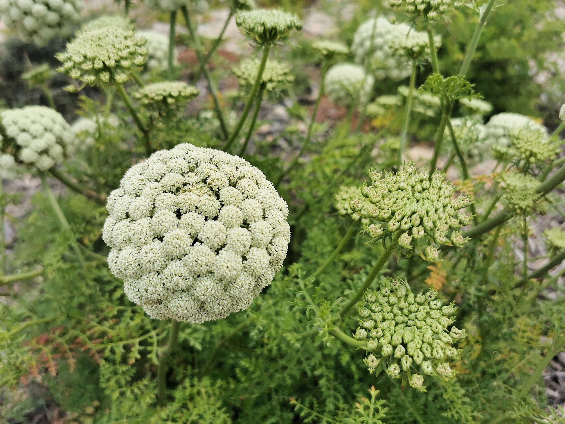 ammi flower seeds 200 BISHOPS FLOWER Ammi Majus False Queen Annes Lace Seeds