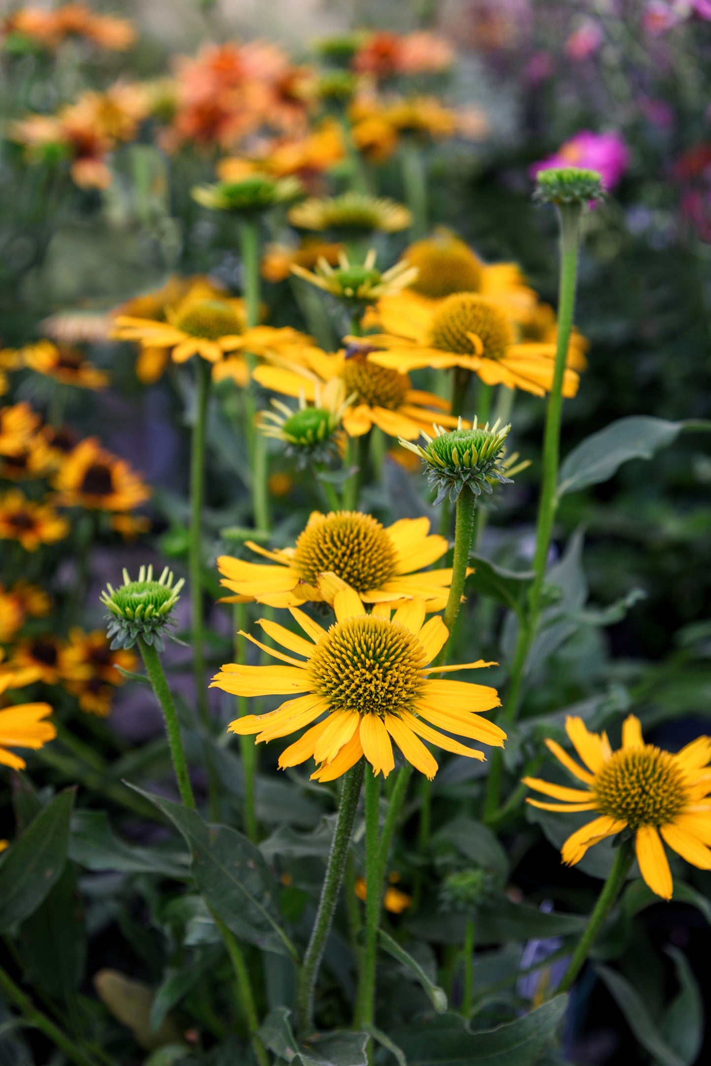 50 OZARK GOLD CONEFLOWER Echinacea Paradoxa Yellow Bush's Coneflower Flower Seeds