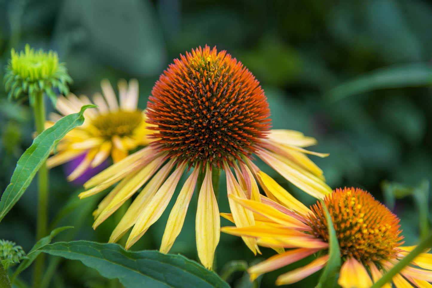 50 OZARK GOLD CONEFLOWER Echinacea Paradoxa Yellow Bush's Coneflower Flower Seeds