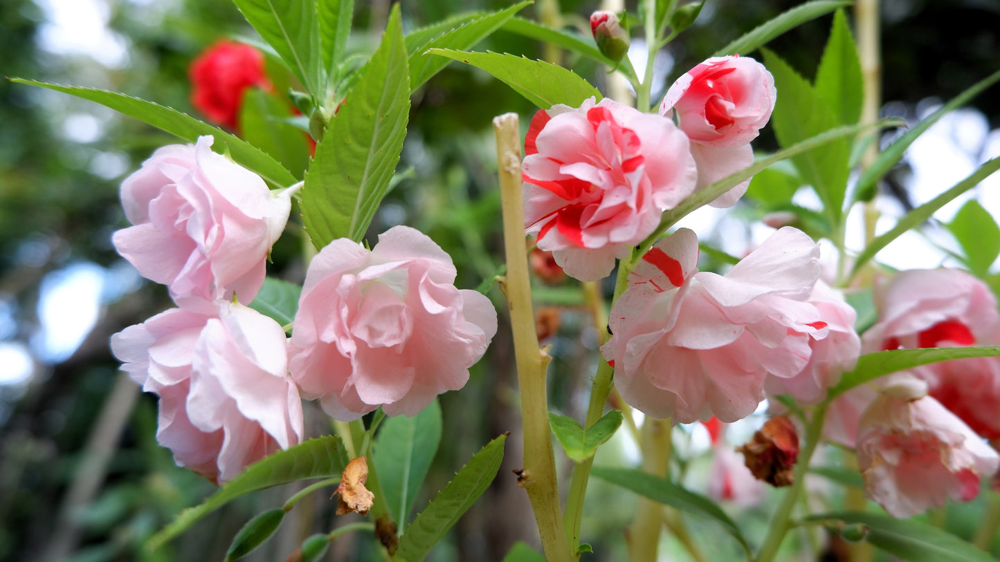 double impatiens flower seeds 100 Mixed Colors DOUBLE CAMELLIA IMPATIENS (Balsam / Lady Slipper / Touch Me Not) Impatiens Balsamina Flower Seeds