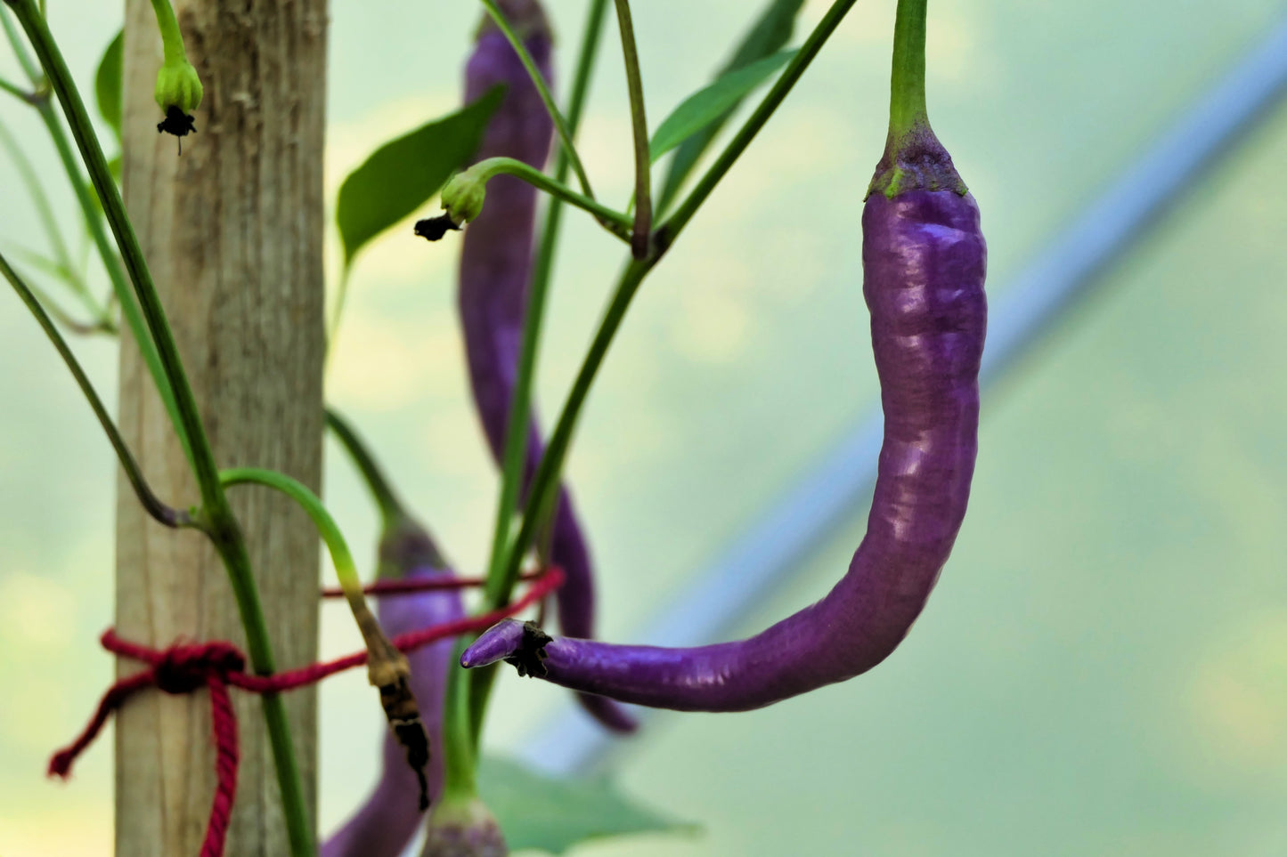 50 PURPLE CAYENNE PEPPER Capsicum Annuum Vegetable Seeds