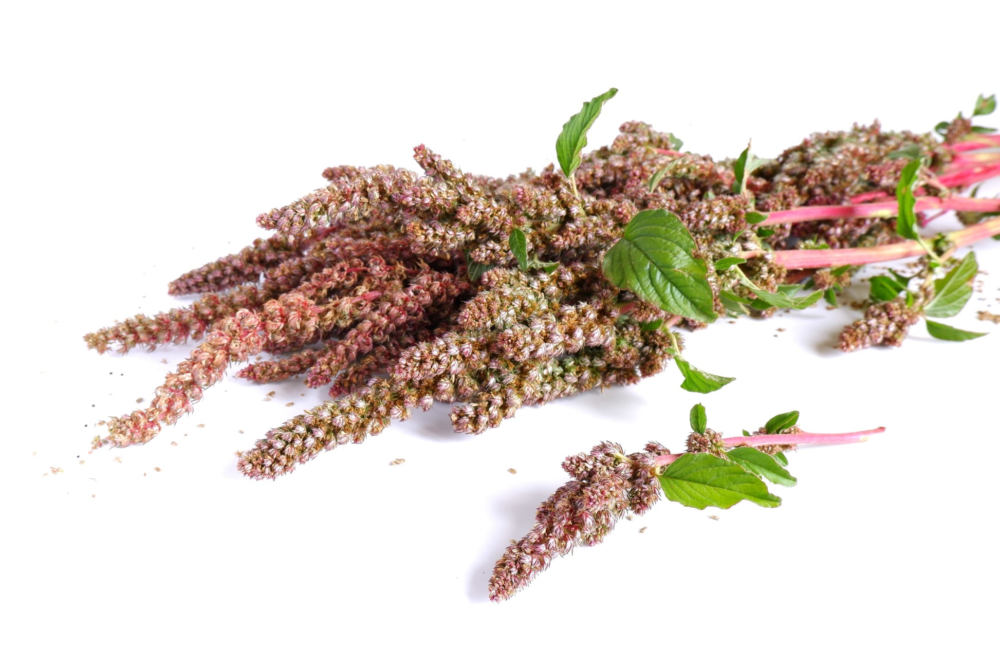 quinoa seeds for planting 50 Organic CHERRY VANILLA QUINOA Chenopodium Pink Flower White Grain V – Seedville USA
