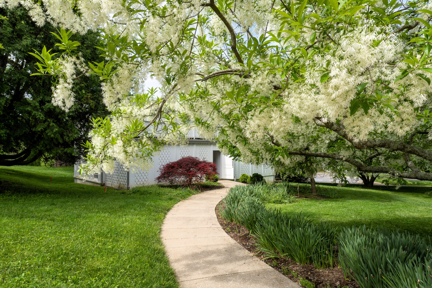 3 FRINGE TREE Chionanthus Virginicus Old Man's Beard White Flower Seeds