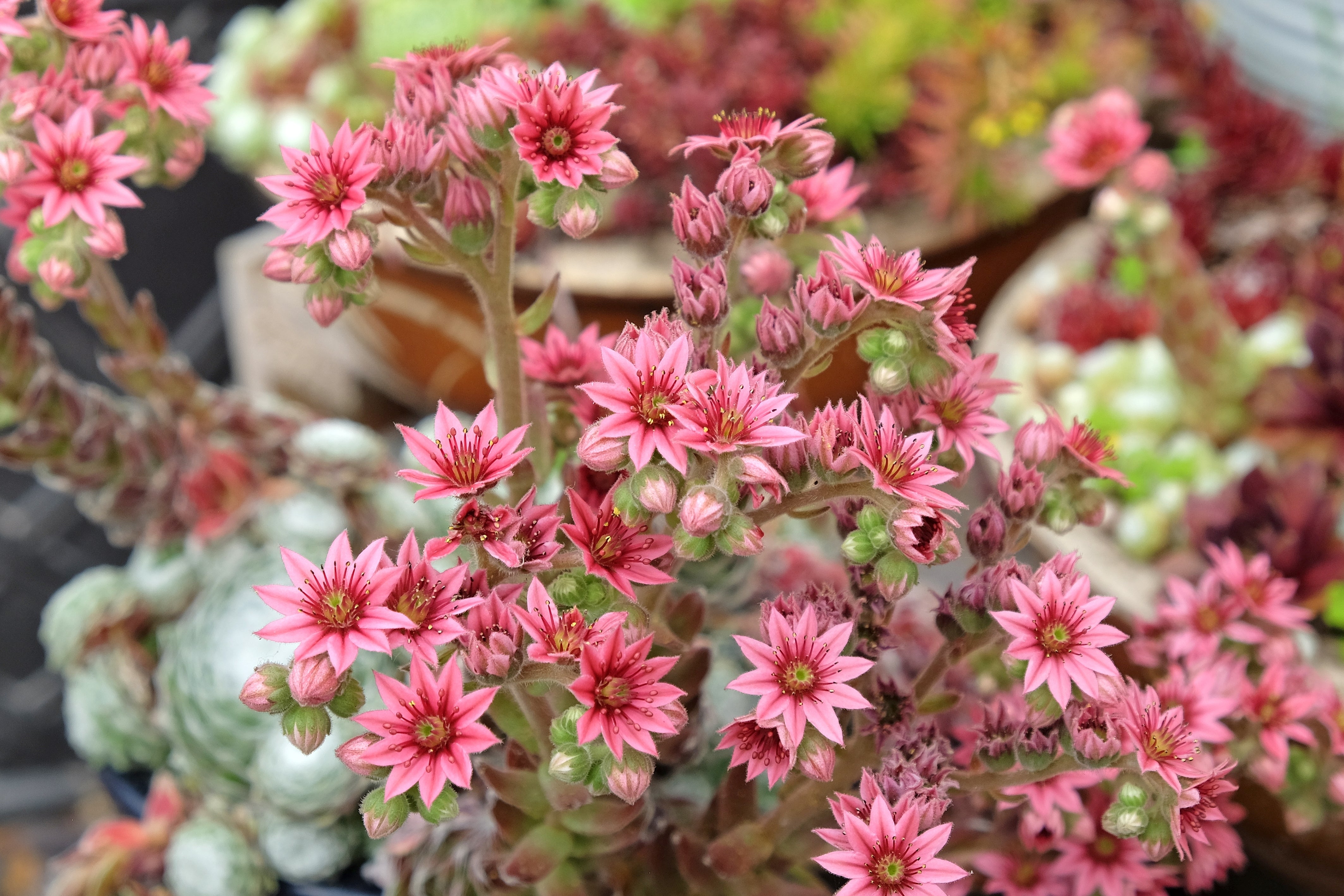 Seedville Hens & Chicks Succulent Seeds - Thumbnail 4