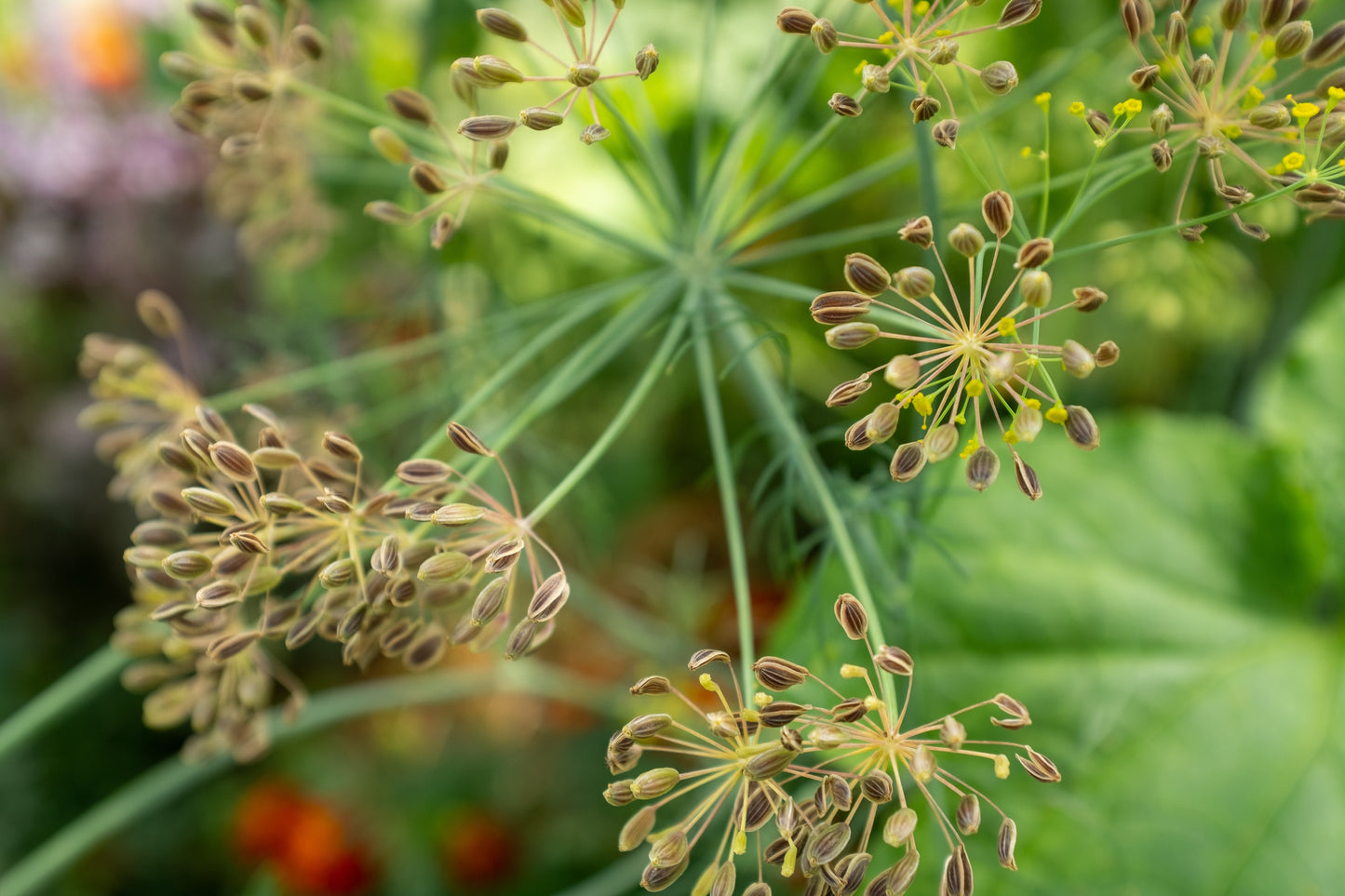 1000 LONG ISLAND Mammoth DILL Anethum Graveolens Herb Flower Seeds