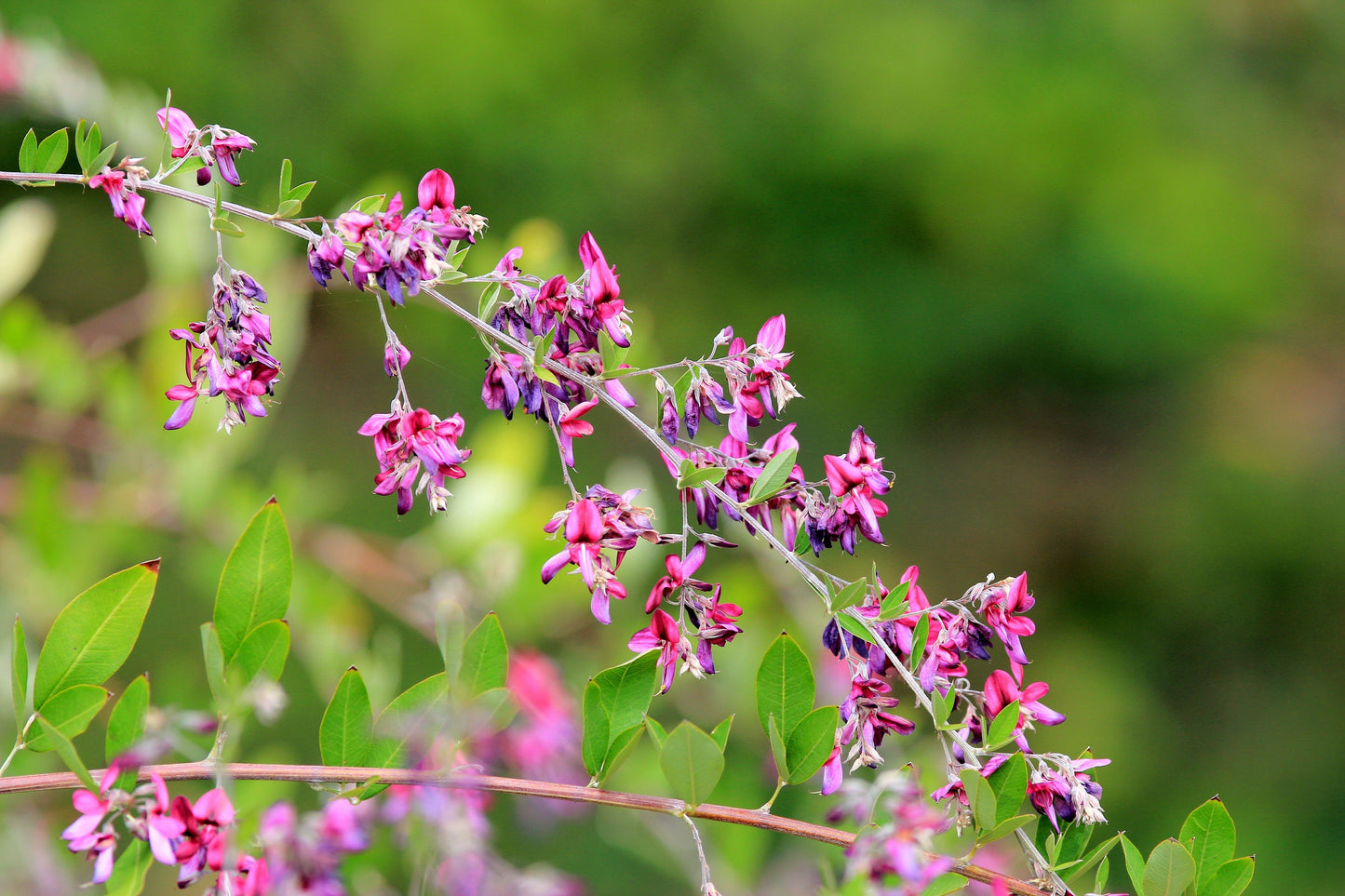 100 SLENDER BUSH CLOVER Lespedeza Virginica Bushclover Native Shrub Pink Purple Flower Legume Seeds