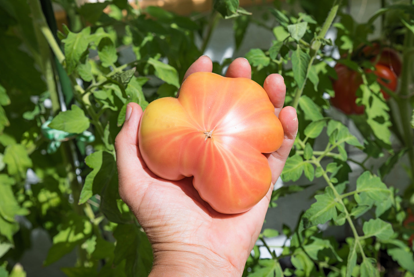 50 PINEAPPLE TOMATO Heirloom Beefsteak Indeterminate Solanum Fruit Vegetable Seeds