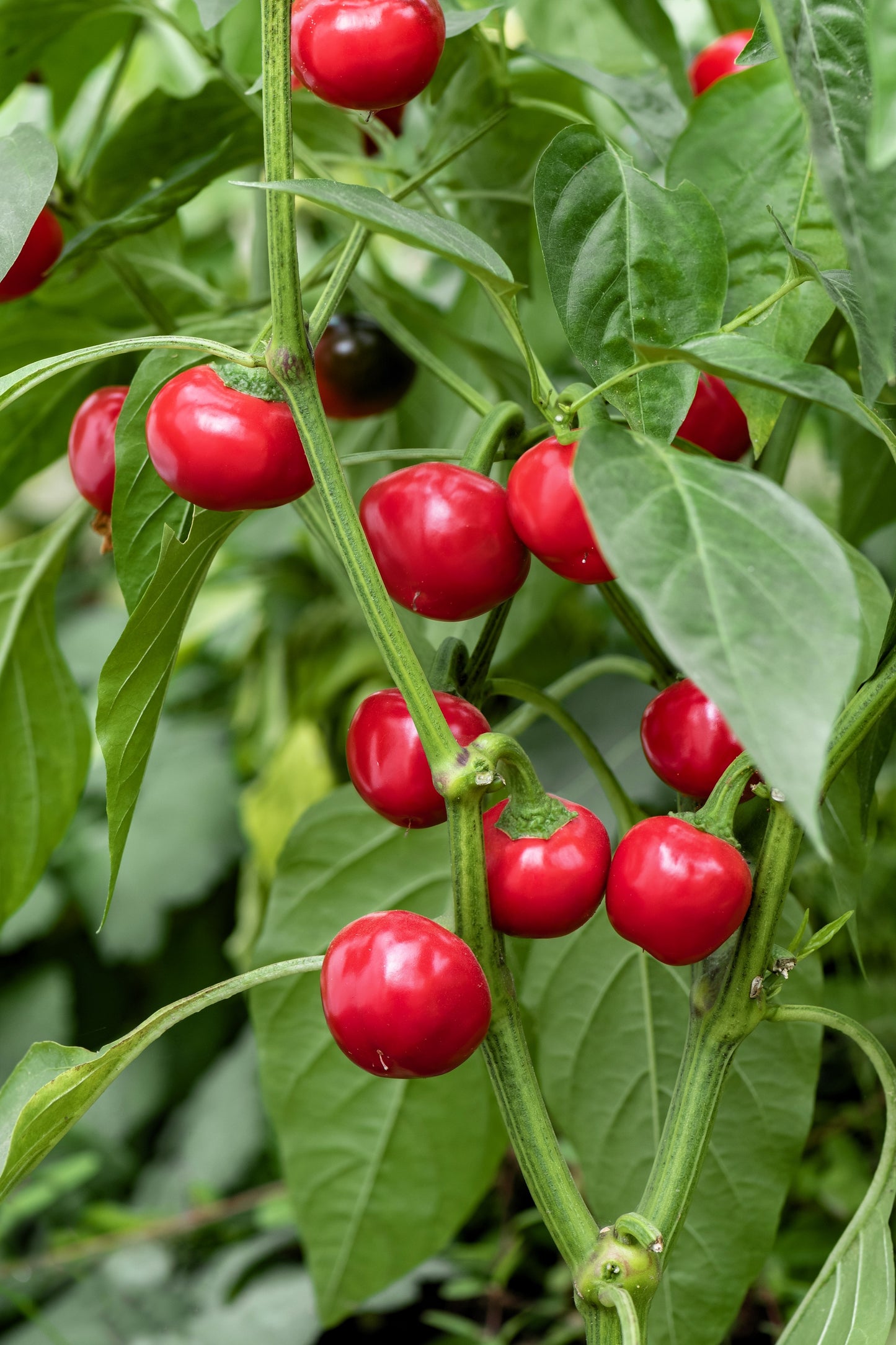 100 Red CHERRY HOTS Pepper (Finger Hots, Hot Cherry Pepper, Hot Chili Pepper, Cherry Chili Pepper, Pimienta) Capsicum Annuum Vegetable Seeds