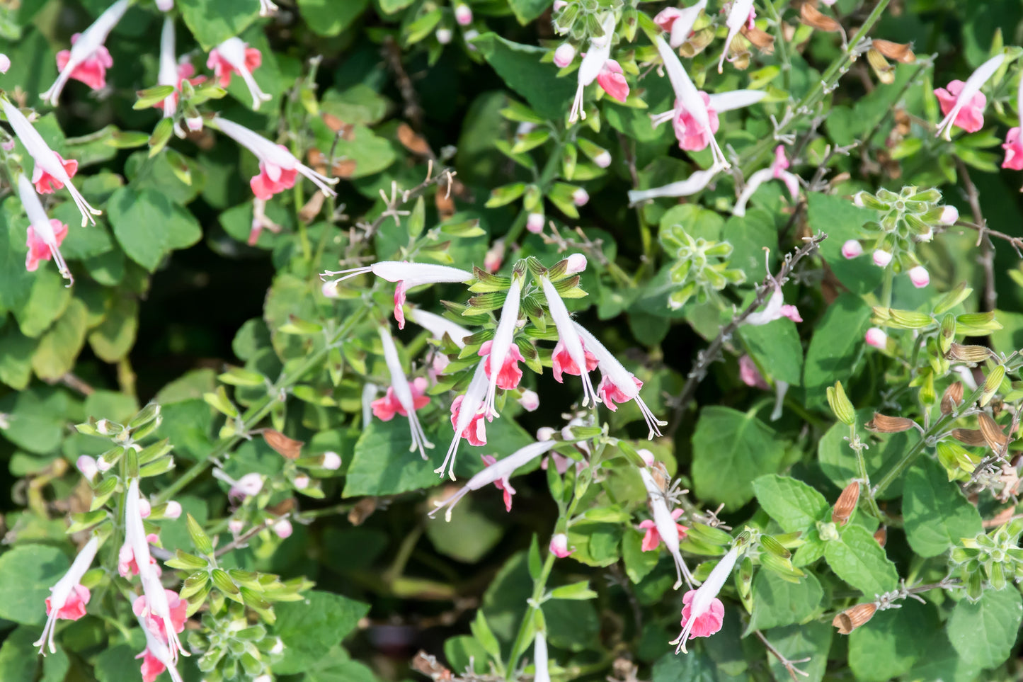 30 CORAL NYMPH SALVIA Coccinea Hummingbird Sage Flower Seeds