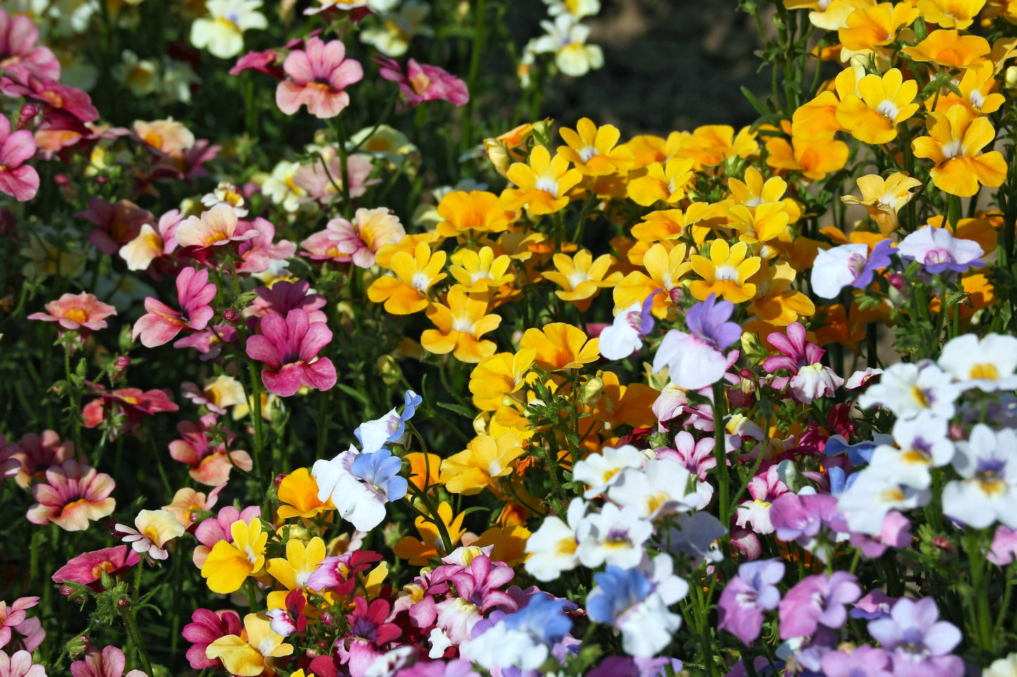 50 CARNIVAL MIX NEMESIA Strumosa Mixed Colors Flower Seeds