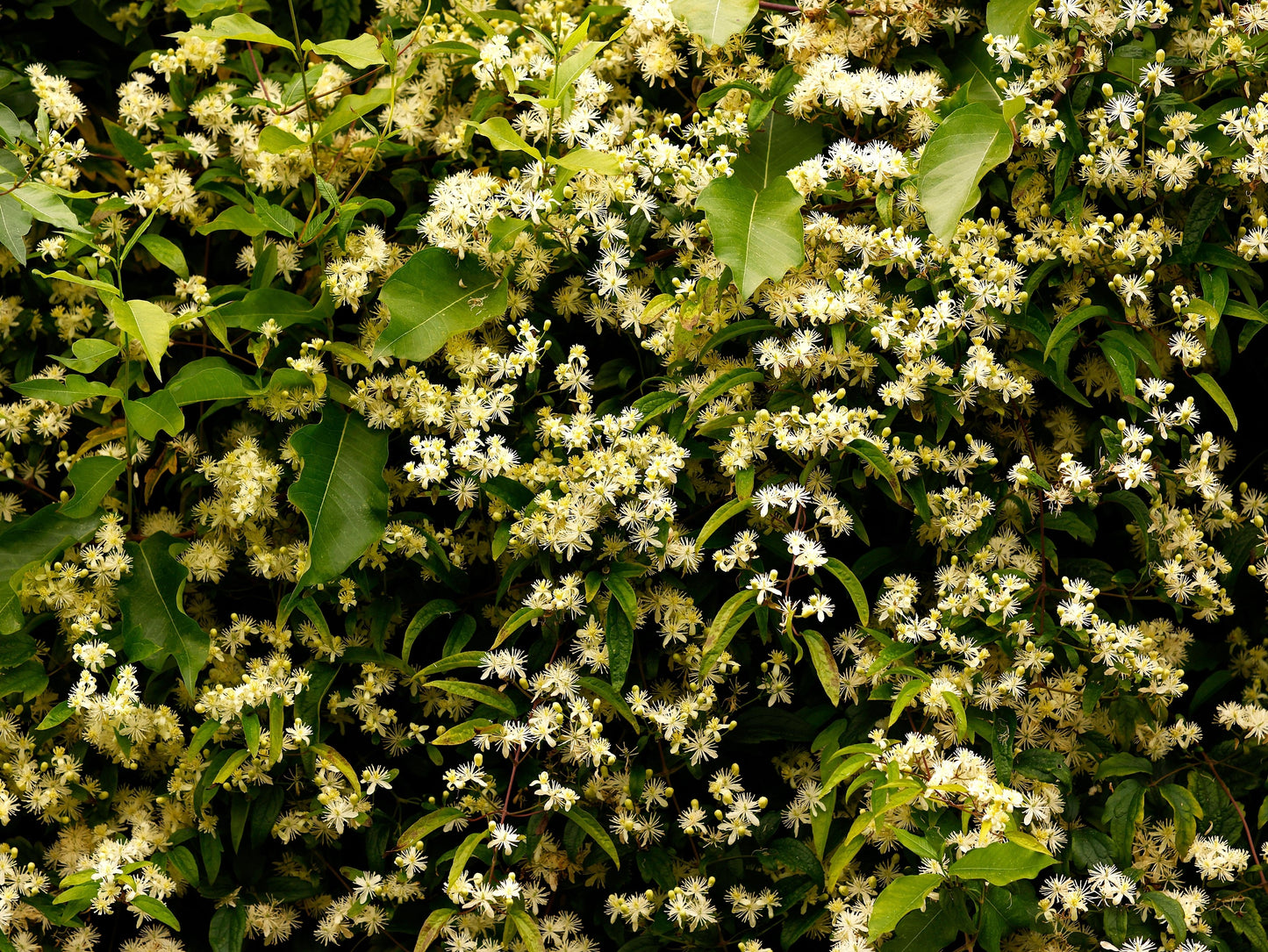 20 WHITE CLEMATIS Virginiana / Virgins Bower Flower Vine Seeds