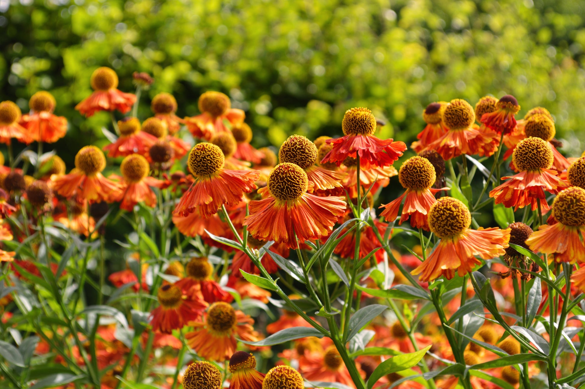 helenium flower seeds 100 HELENIUM ' AUTUMN LEAVES ' Mix Helenium Autumnale Sneezeweed Mixed Colors Flower Seeds