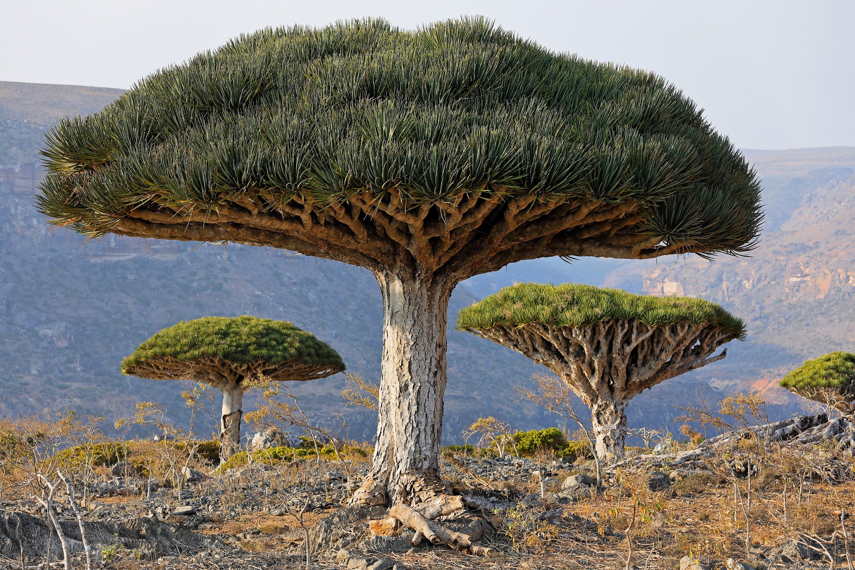 10 DRAGON TREE Dracaena Draco Canary Island Drago Blood Asparagus
