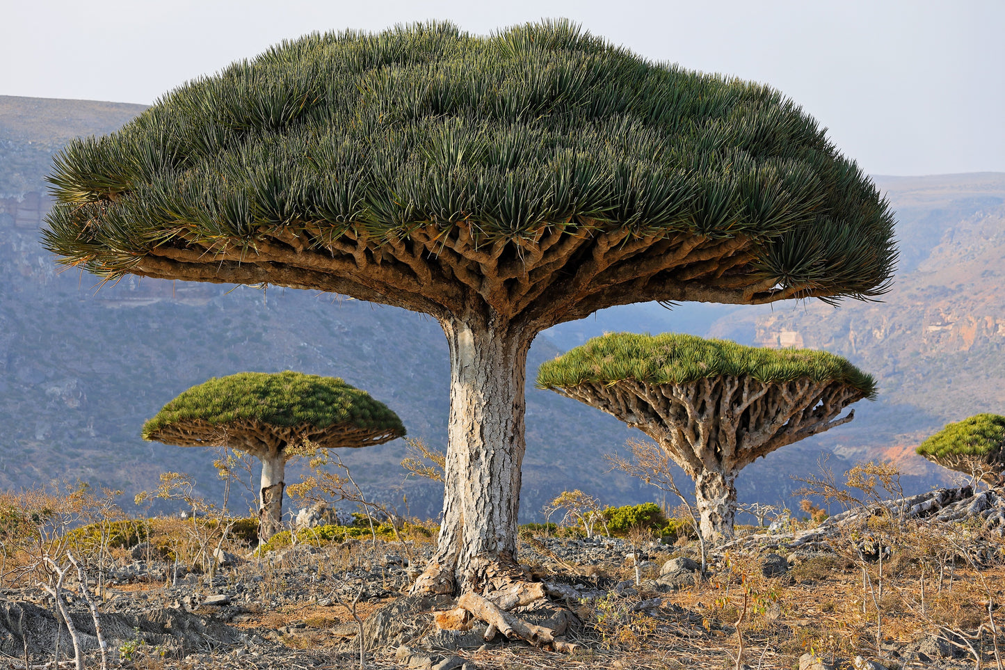 10 DRAGON TREE Dracaena Draco Canary Island Drago Blood Asparagus Yucca Evergreen Succulent Houseplant Orange Berry White Flower Seeds