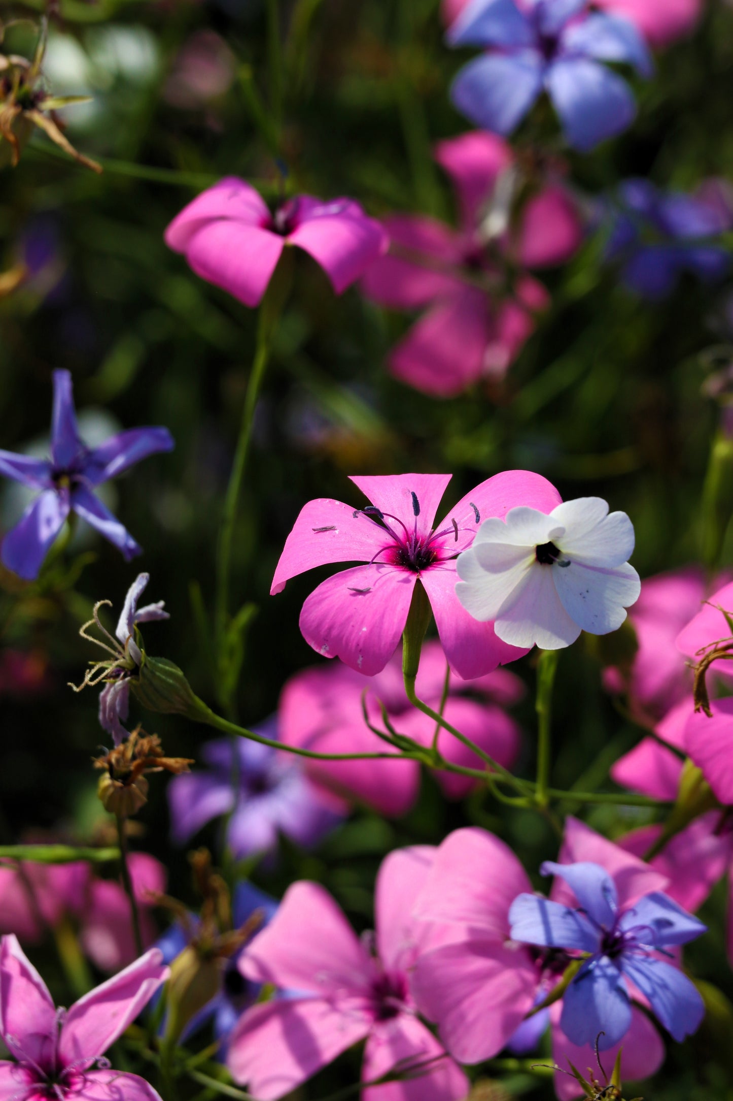 500 Oculata MIXED COLORS VISCARIA (Rose of Heaven / Rose Angel) Silene Coeli-Rosa Flower Seeds