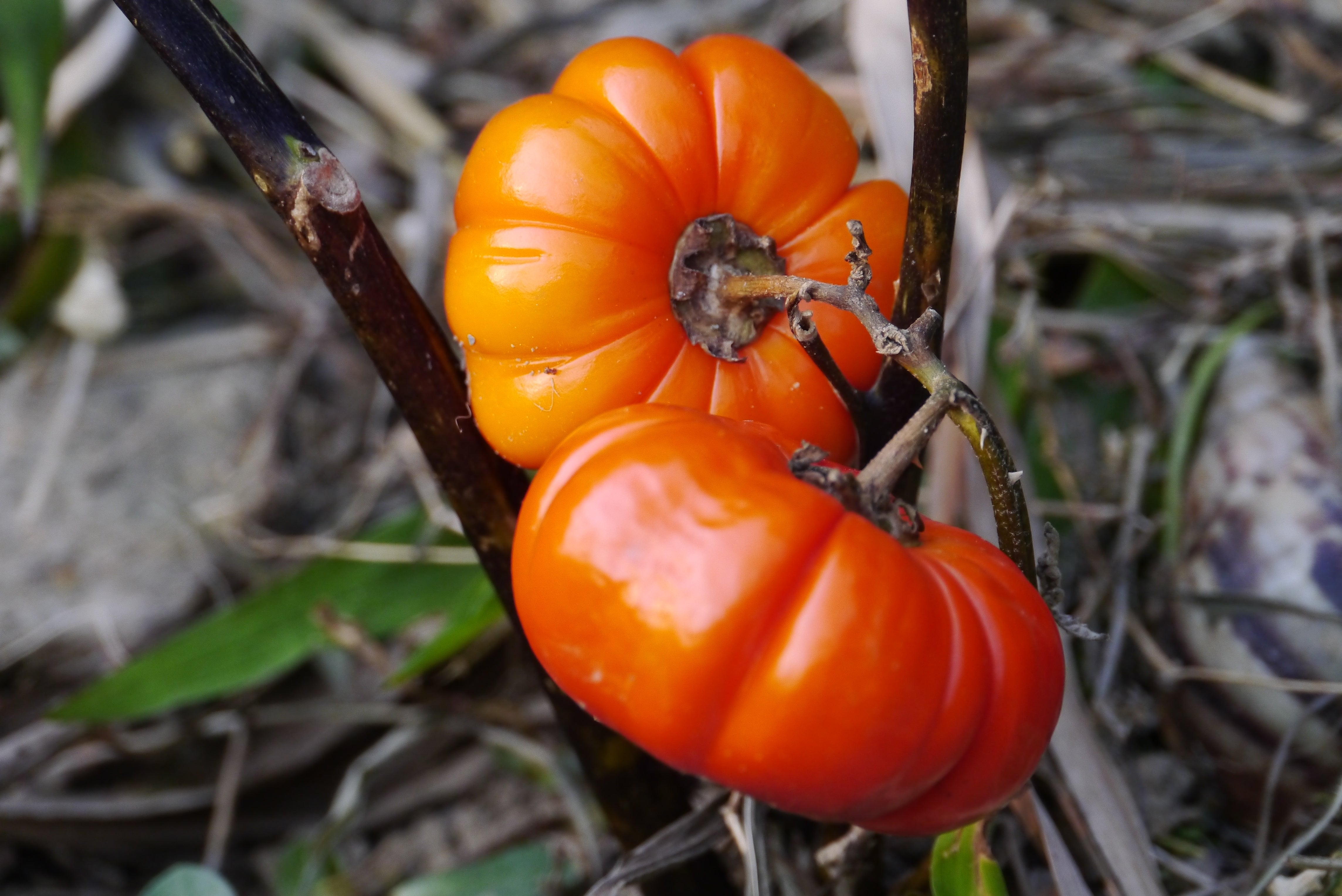 Fruit Seeds – Page 12 – Seedville USA