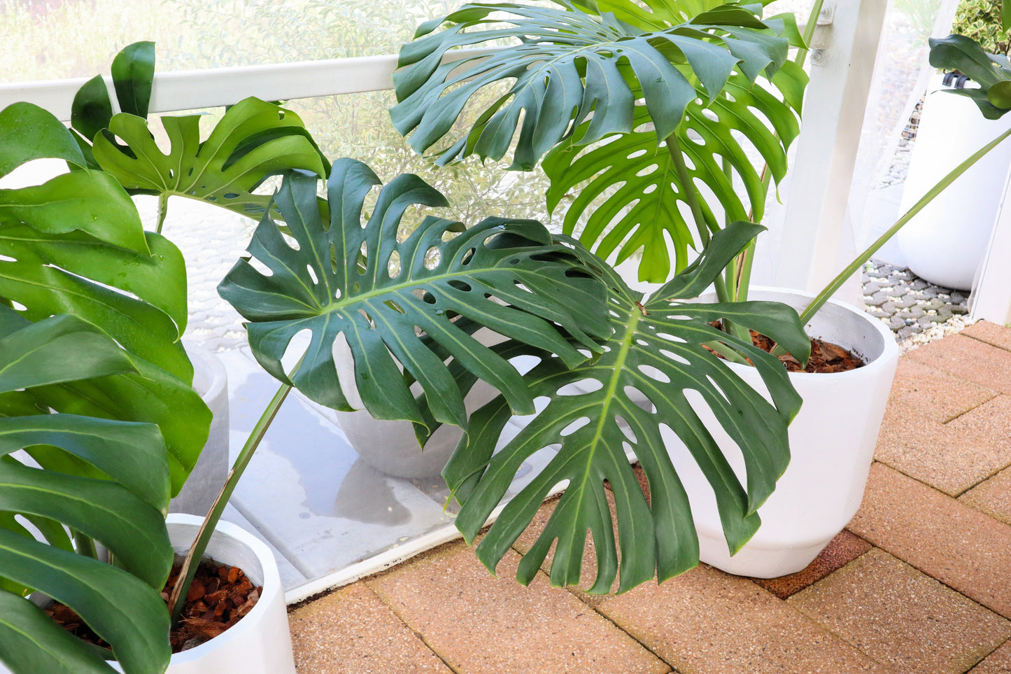 5 Organic SPLIT LEAF PHILODENDRON Monstera Deliciosa Swiss Cheese Plant Vine Seeds