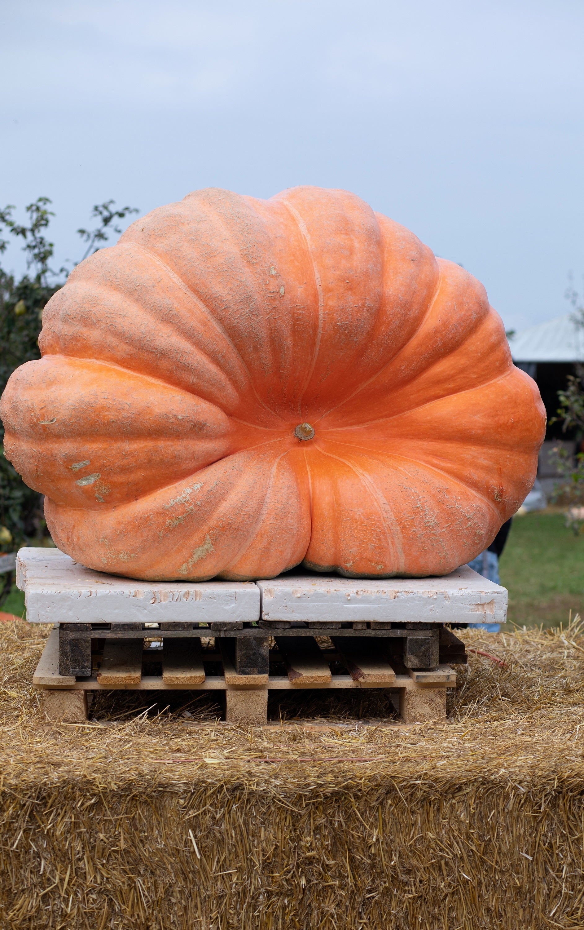10 Dill's ATLANTIC GIANT PUMPKIN Up to 2000 lb Cucurbita Vegetable