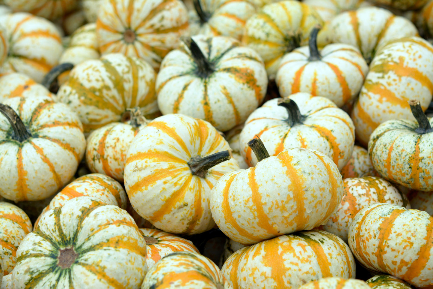 20 MINI MIX PUMPKIN Miniature Cucurbita Pepo White Green Orange Striped Vegetable Seeds