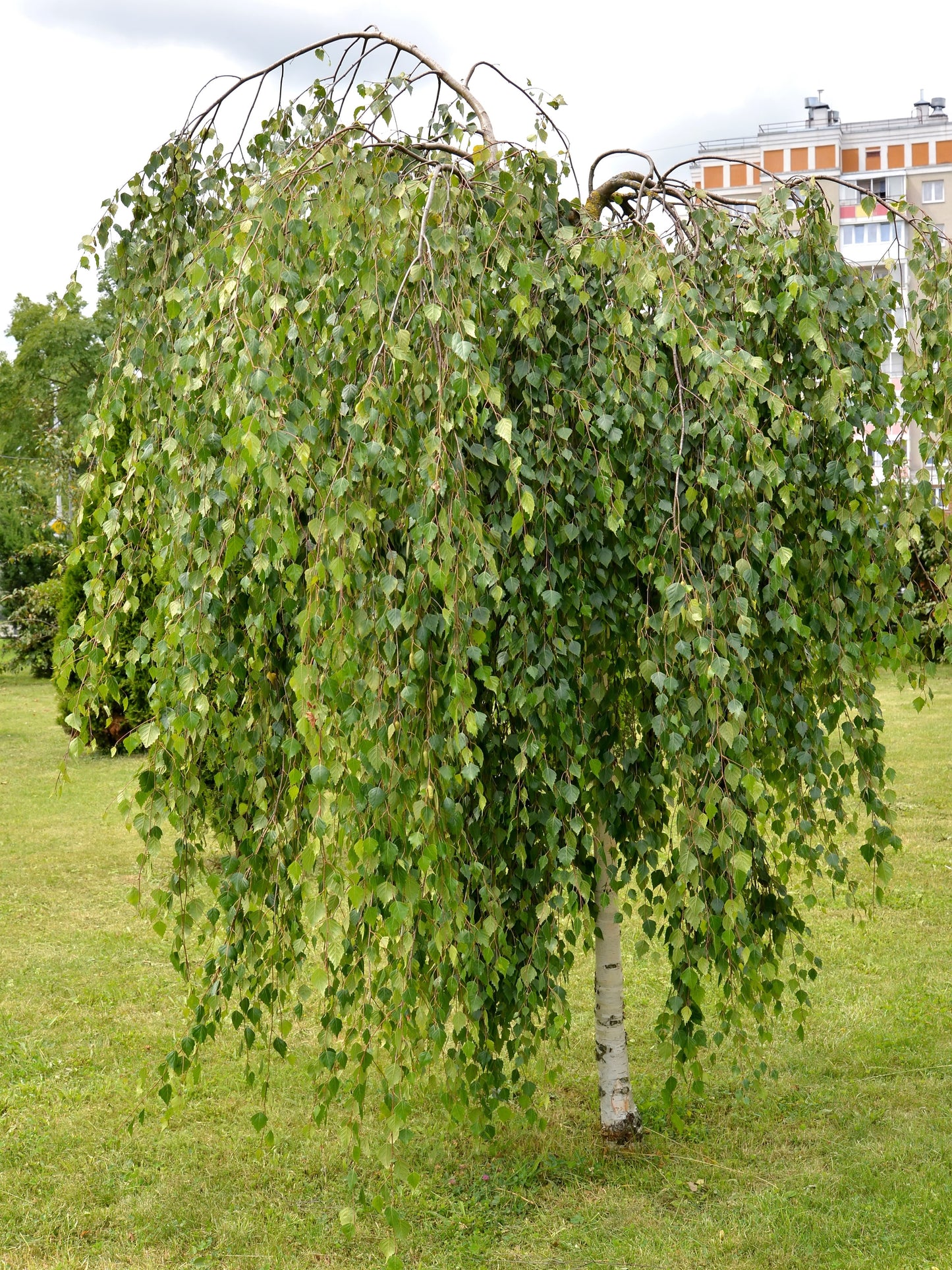 50 SILVER WEEPING BIRCH Tree White European Betula Pendula Alba Seeds