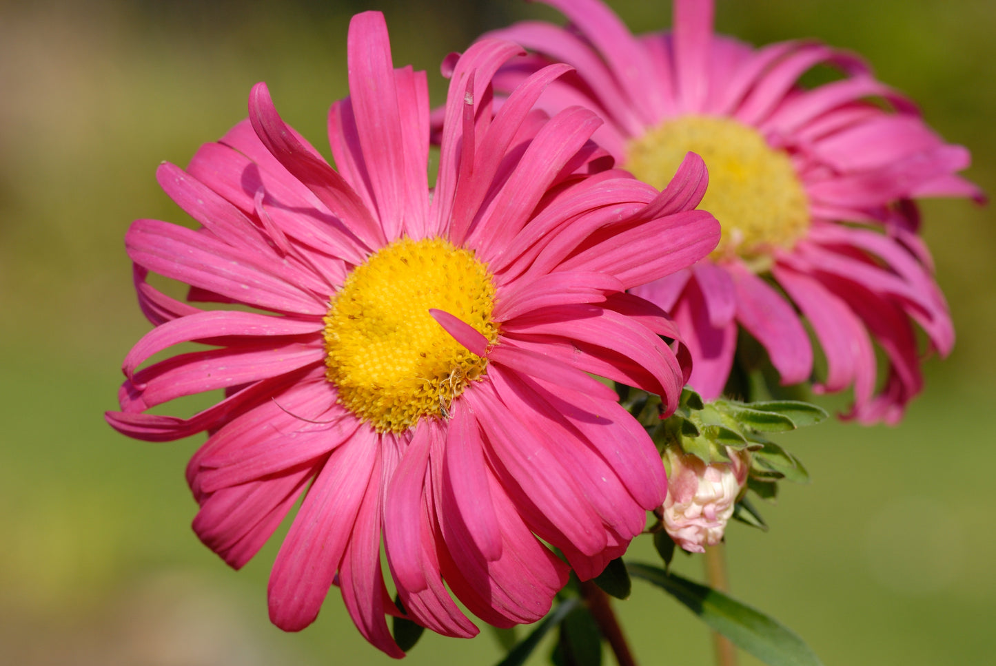 250 MIXED Colors CHINA ASTER Callistephus Chinensis Flower Seeds