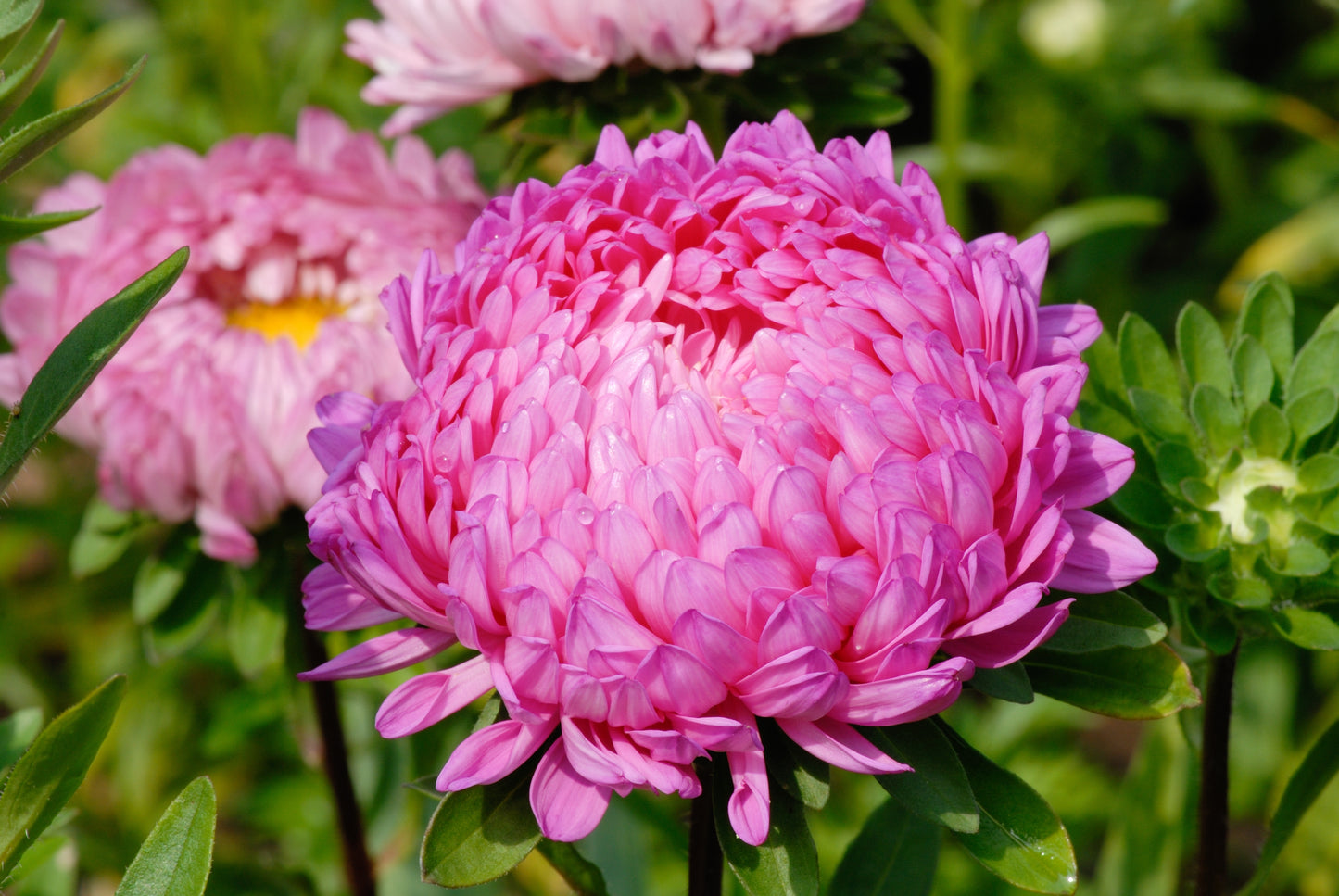 30 Duchess PINK PAEONY ASTER French Peony Callistephus Flower Seeds