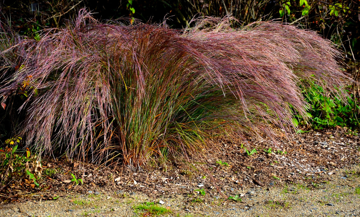 300 LITTLE BLUESTEM GRASS Schizachyrium Scoparius Seeds