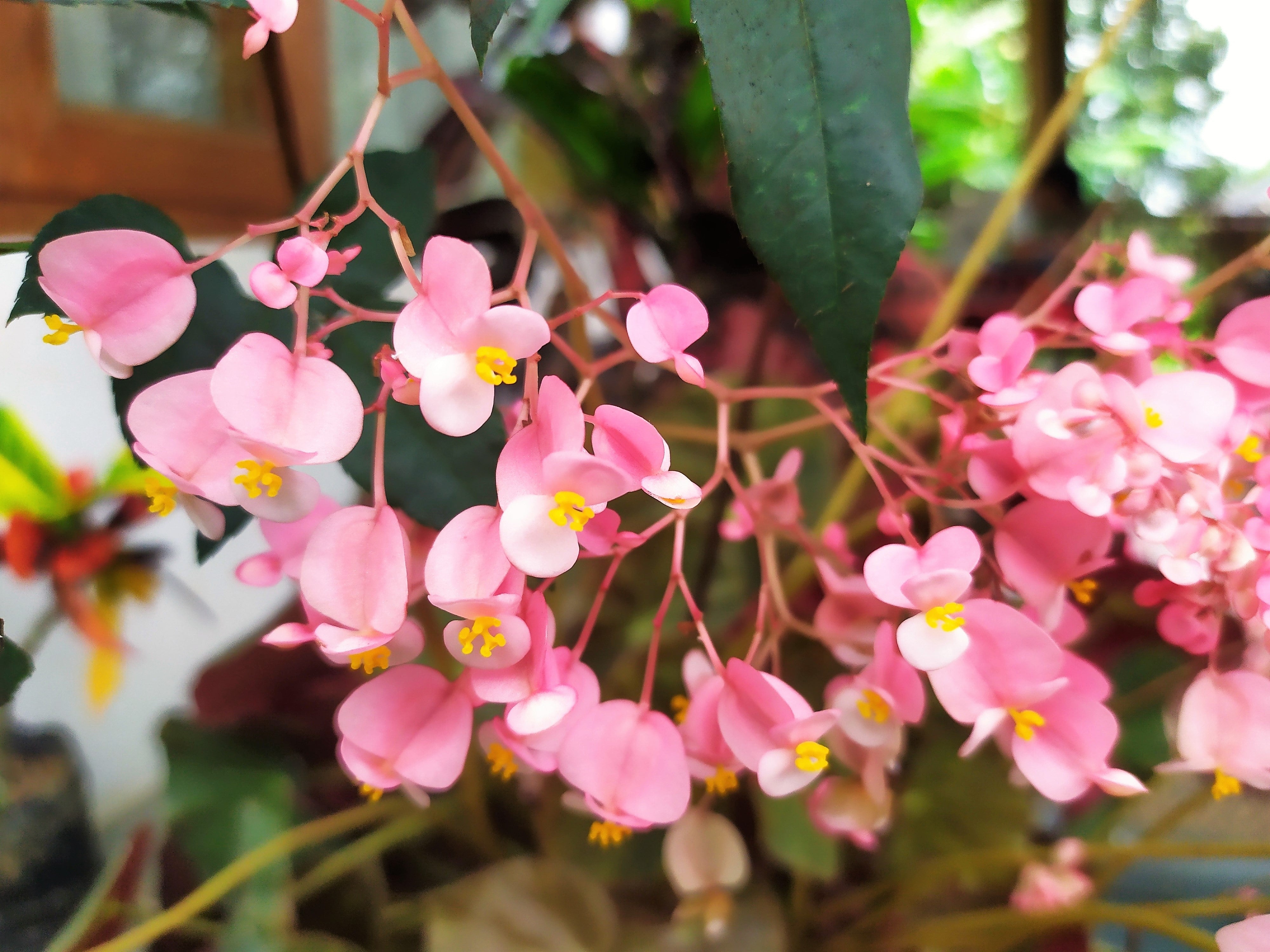 500 BULK HARDY BEGONIA Grandis Rose Pink Perennial Sun Shade Flower Seeds