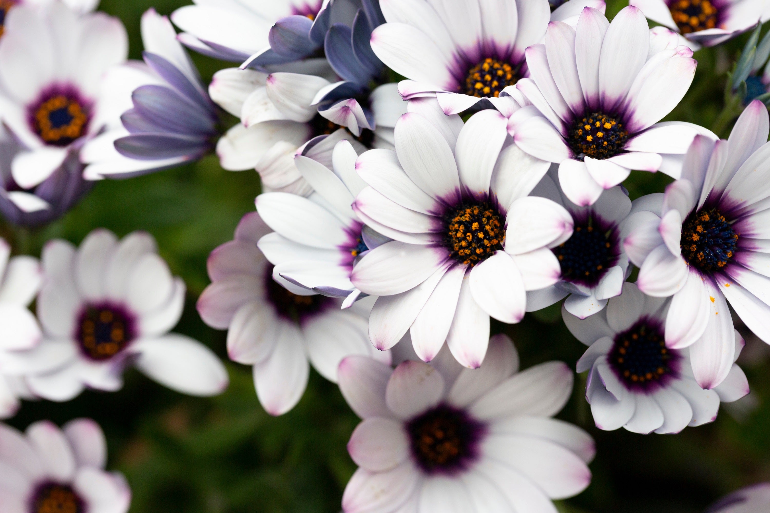 50 WHITE AFRICAN Cape DAISY Dimorphotheca Sinuata Flower Seeds