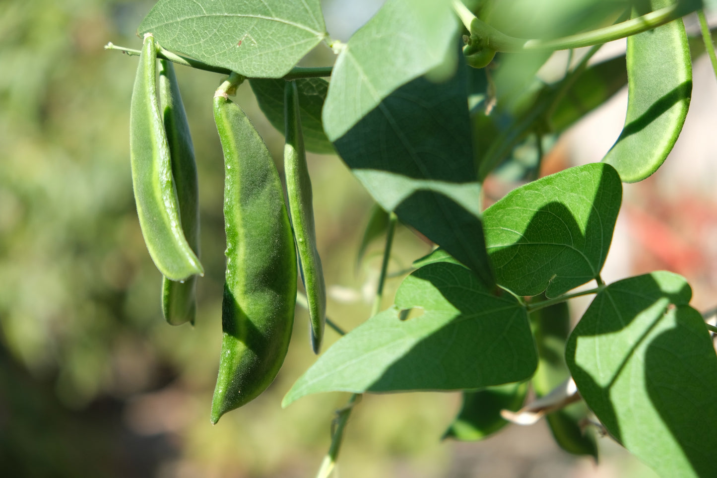 50 Speckled Dixie BUTTERPEA LIMA BEAN Phaseolus Vulgaris Bush Vegetable Seeds