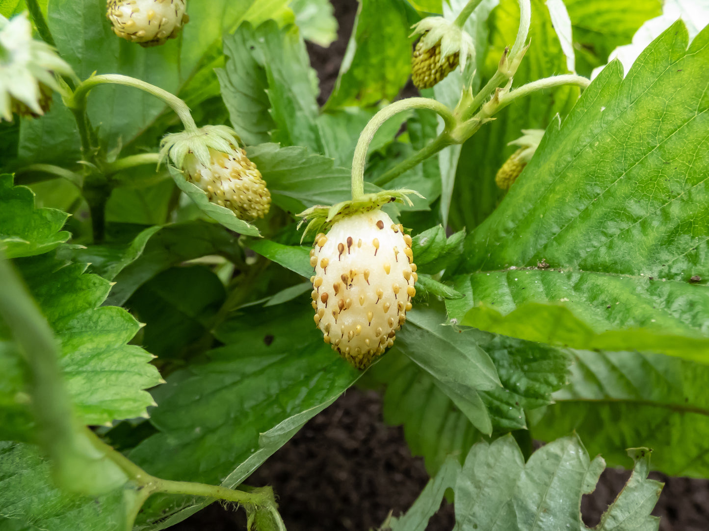 20 ' PINEAPPLE CRUSH ' STRAWBERRY Everbearing Fragaria Vesca Alpine White Yellow Berry Seeds
