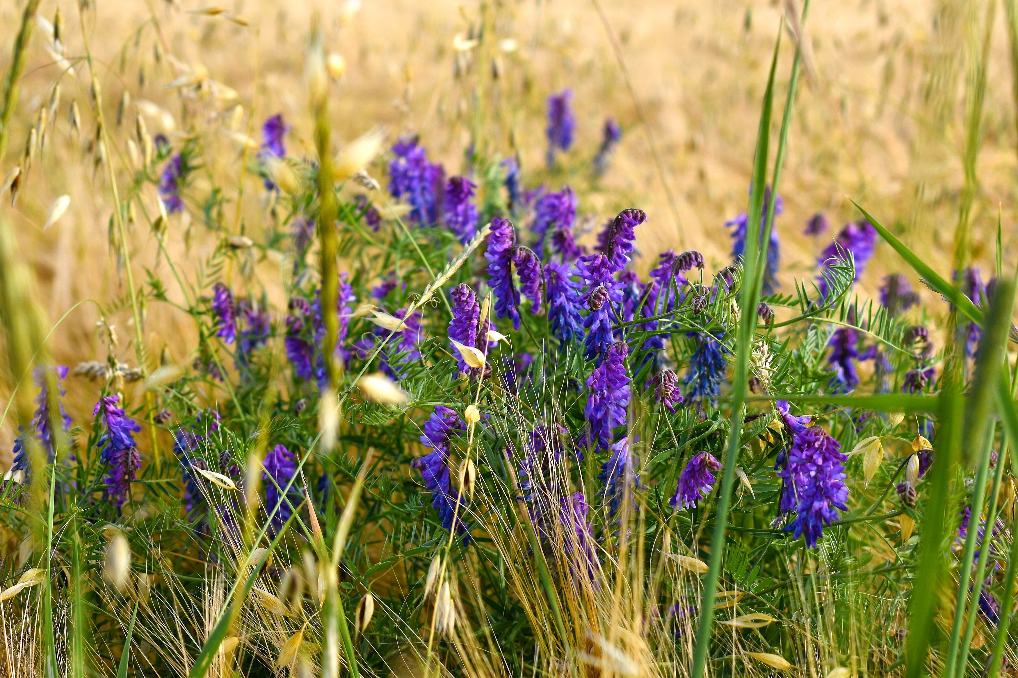 100 HAIRY CROWN VETCH (Russian Vetch) Vicia Villosa Flower Vine
