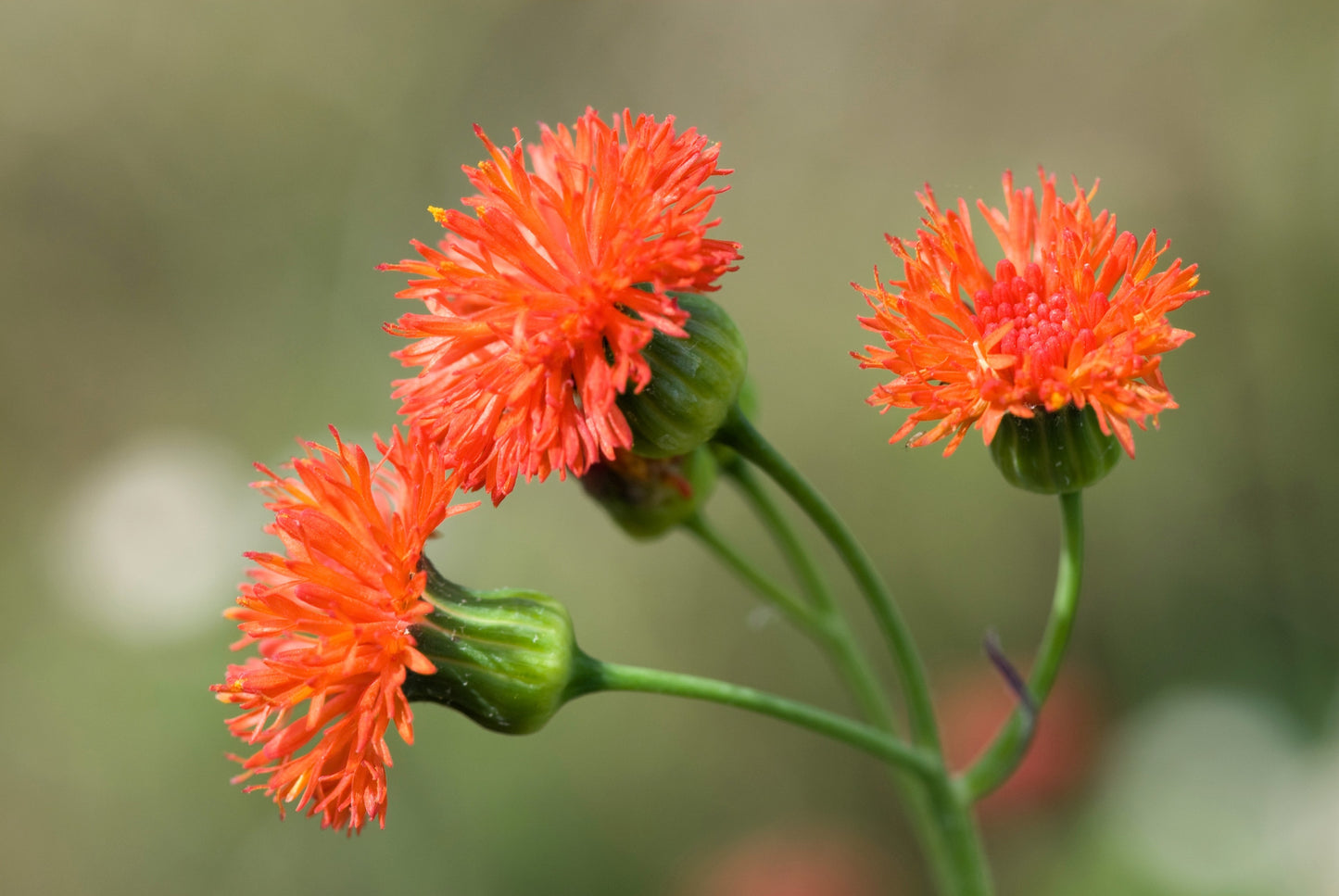 50 Red LADY'S PAINTBRUSH Tassel Flower Emilia Javanica Coccinea 'Scarlet Magic' Seeds