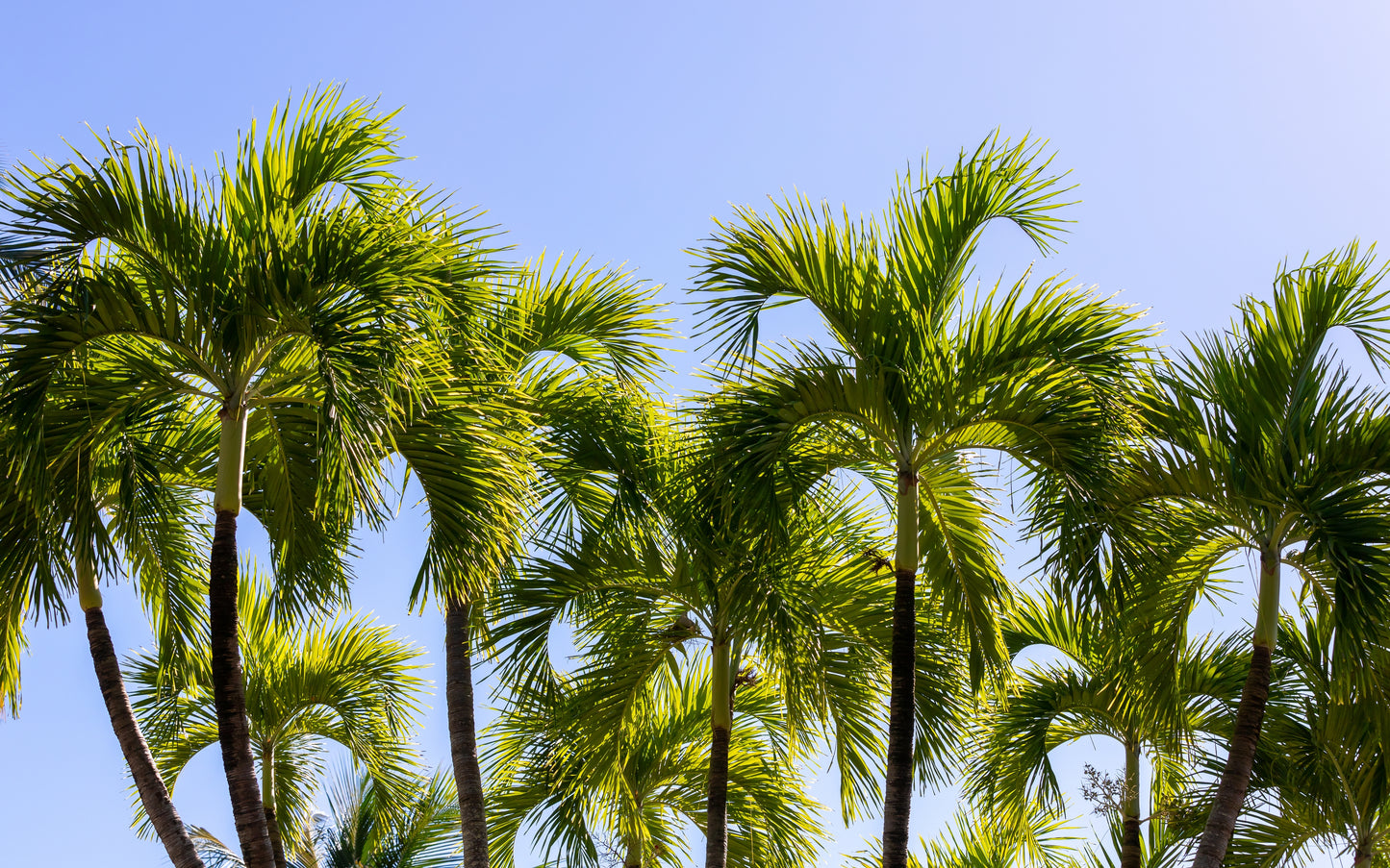 10 Florida ROYAL PALM Roystonea Regia Tree Houseplant Seeds