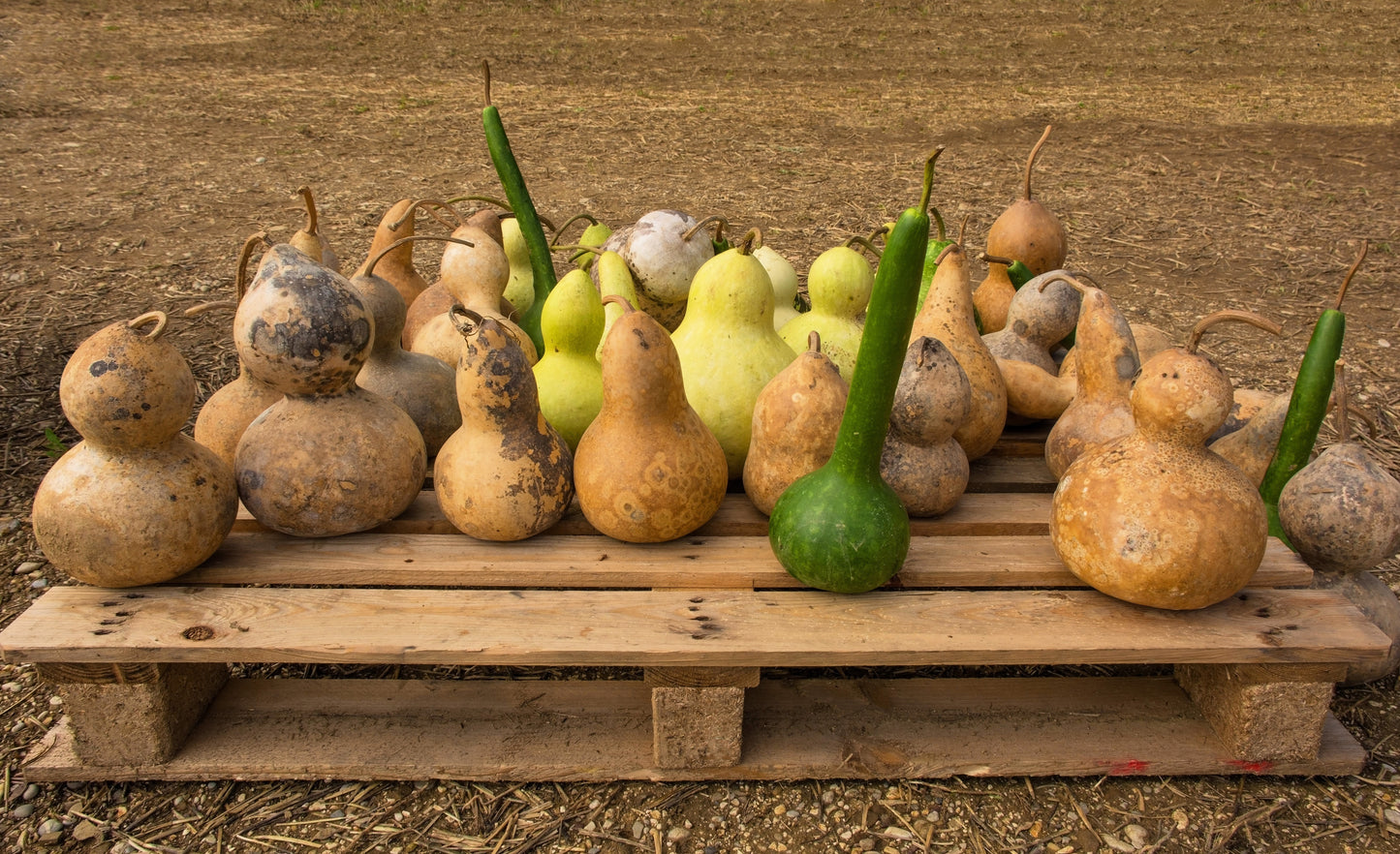 20 BIRDHOUSE GOURD (Hard Shelled Gourd / Calabash) Lagenaria Siceraria Vine Seeds