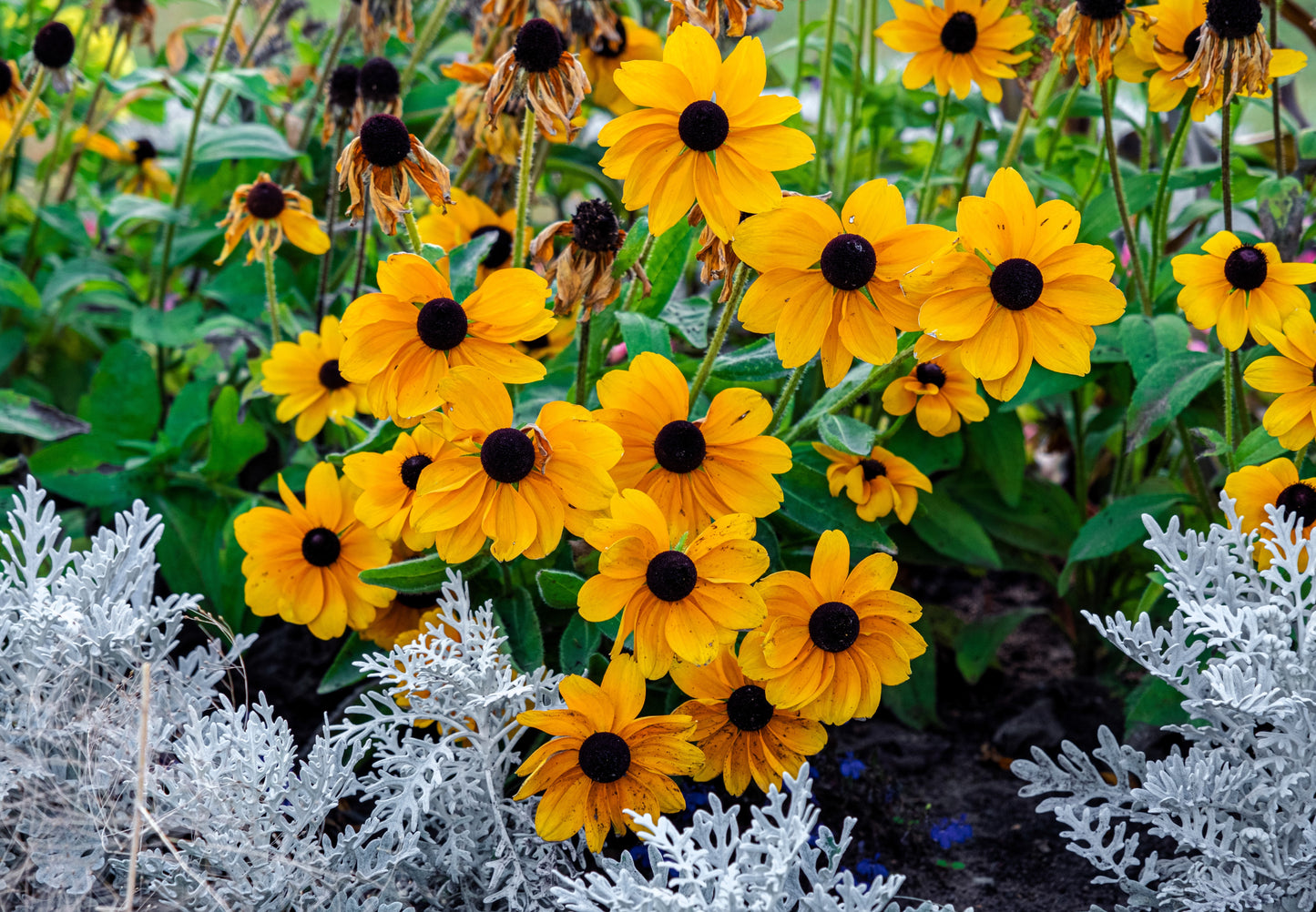 250 Dwarf MARMALADE RUDBECKIA Hirta Golden Orange Black Eyed Susan Gloriosa Daisy Flower Seeds