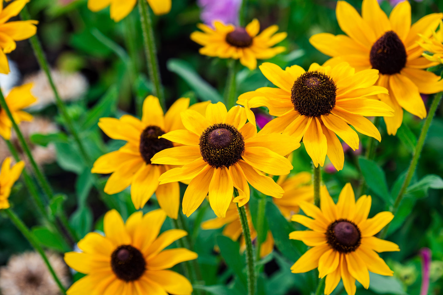 500 BROWN EYED SUSAN Rudbeckia Triloba Flower Seeds