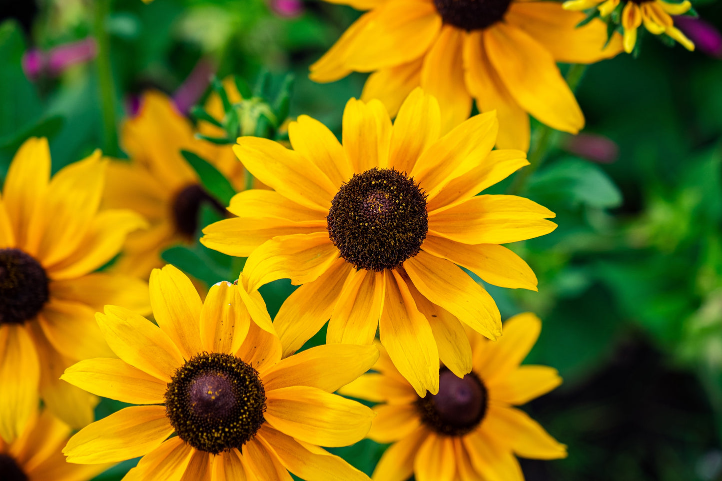 500 BROWN EYED SUSAN Rudbeckia Triloba Flower Seeds