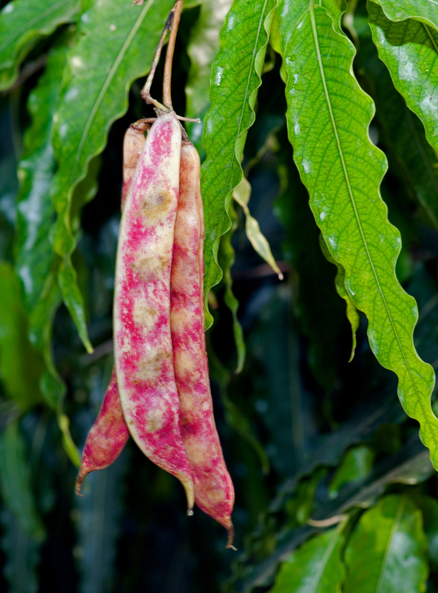 50 CRANBERRY BEAN French Horticulture Borlotti Roman Phaseolus Vegetable Seeds