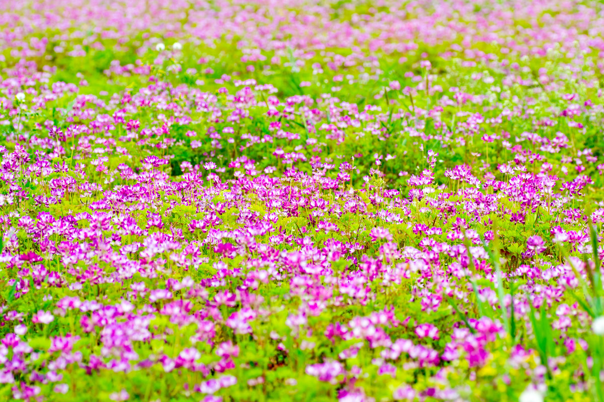 50 MILK VETCH Astragalus Sinicus Pink Purple Flower Ground Cover Legume Seeds
