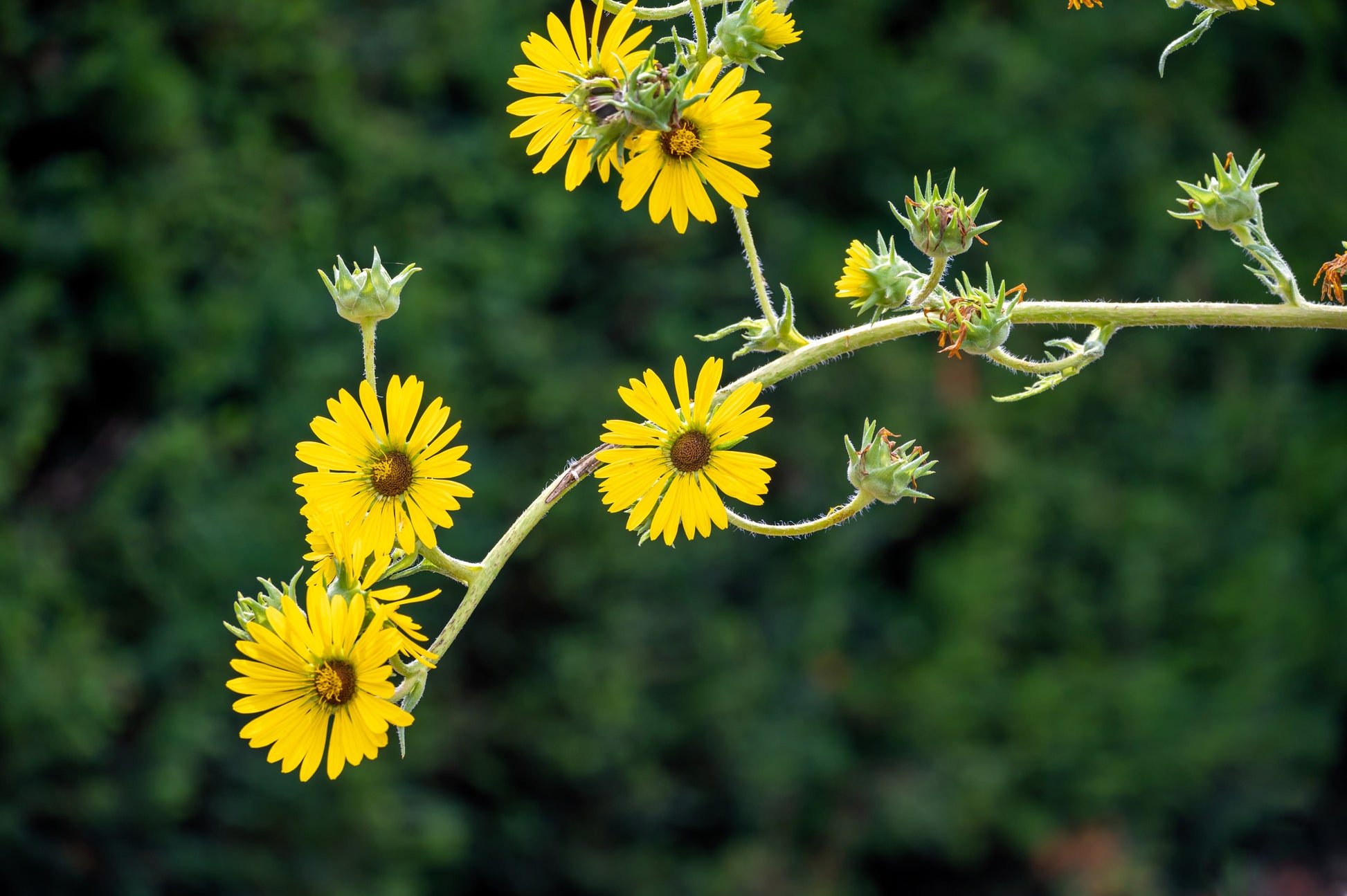 compass plant seed 10 Yellow COMPASS PLANT Silphium Laciniatum Prairie Compassplant 4" Fl – Seedville USA