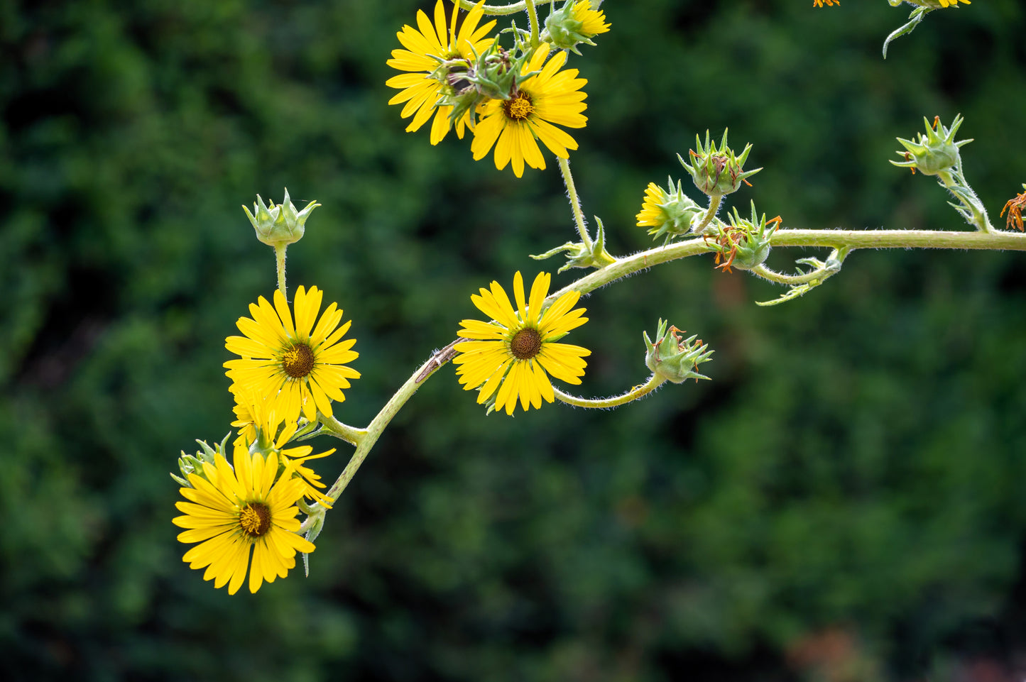 10 Yellow COMPASS PLANT Silphium Laciniatum Prairie Compassplant 4" Flower Seeds