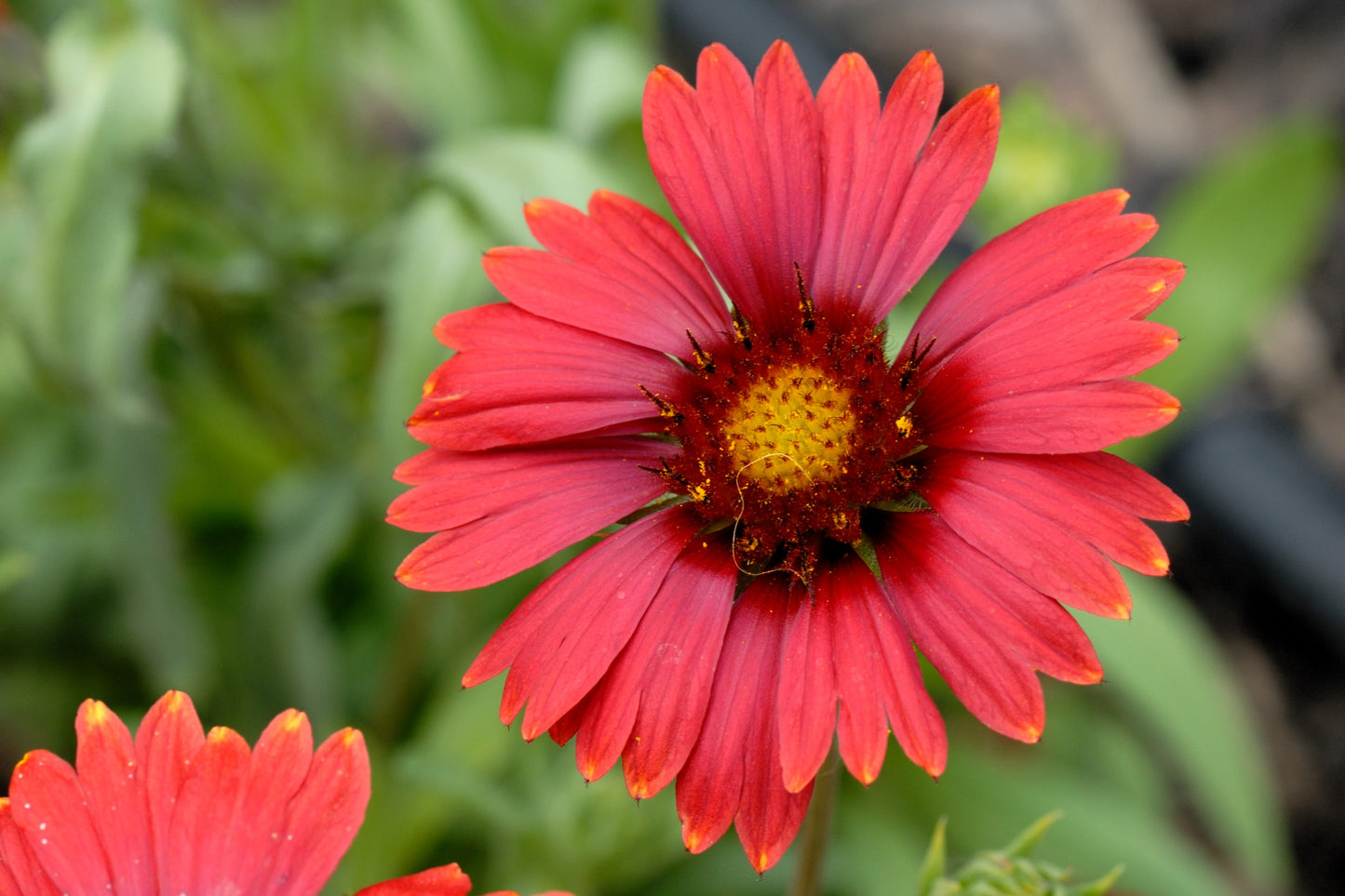 50 BURGUNDY GAILLARDIA Red Indian Blanket Flower Seeds