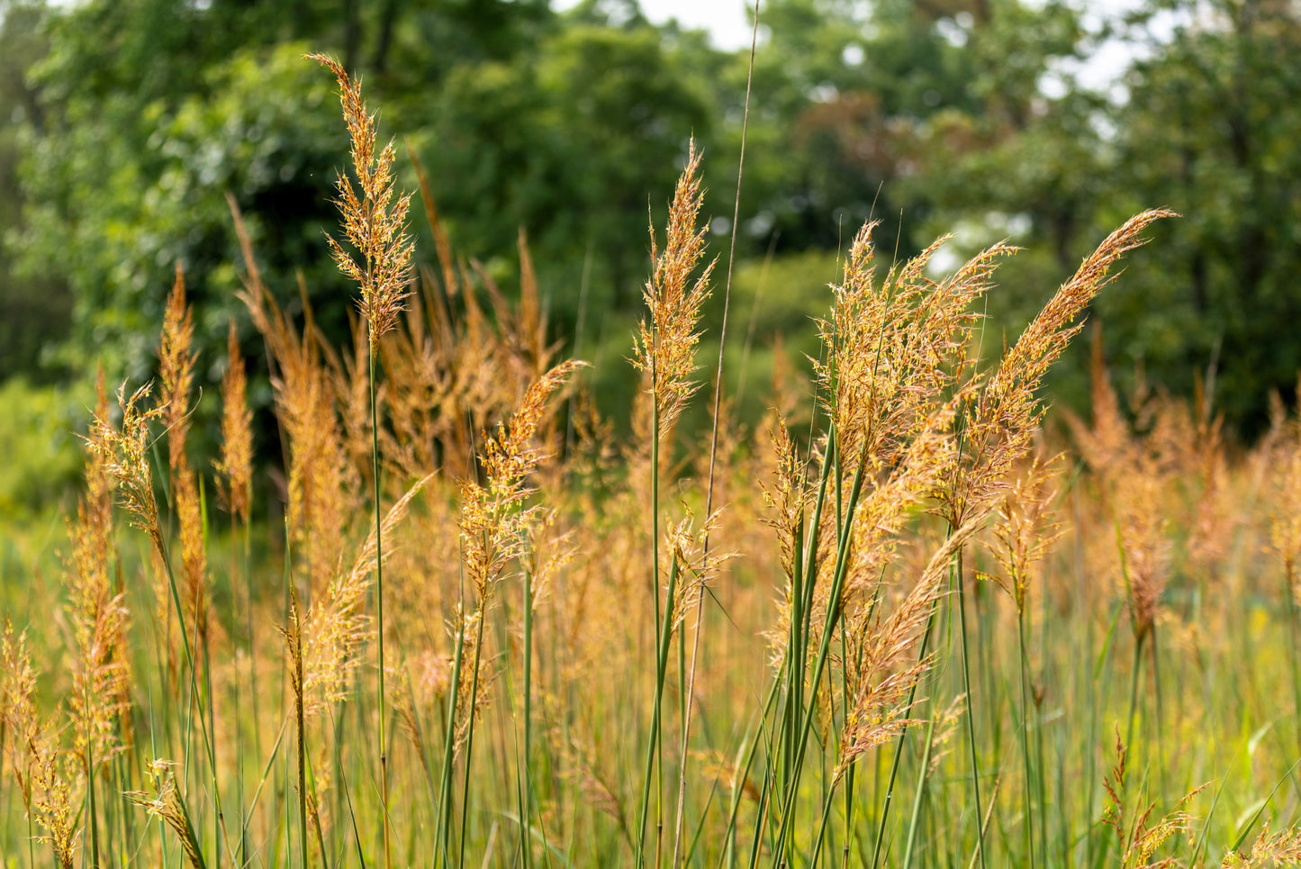 250 Ornamental INDIAN GRASS Sorghastrum Nutans Native Indiangrass Seeds