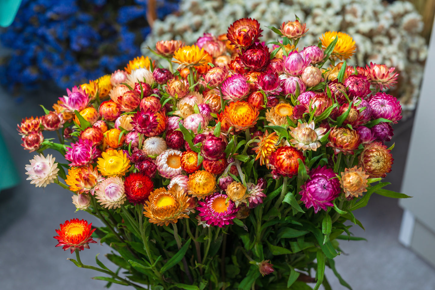 100 TALL Double MIXED Colors STRAWFLOWER Xerochrysum Bracteatum Helichrysum Monstrosum Flower Seeds